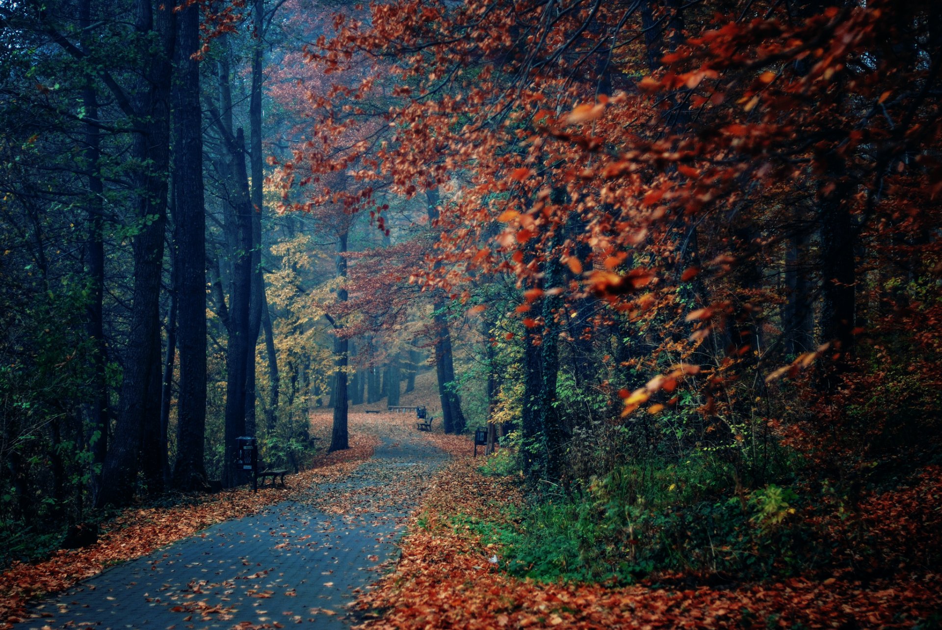 naturaleza otoño parque tiendas árboles follaje