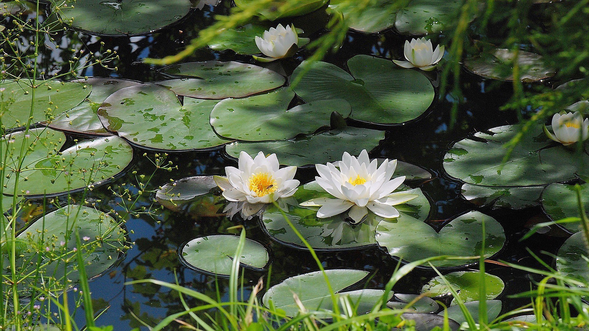 lago estanque blanco lirio hojas vegetación flores gotas agua superficie