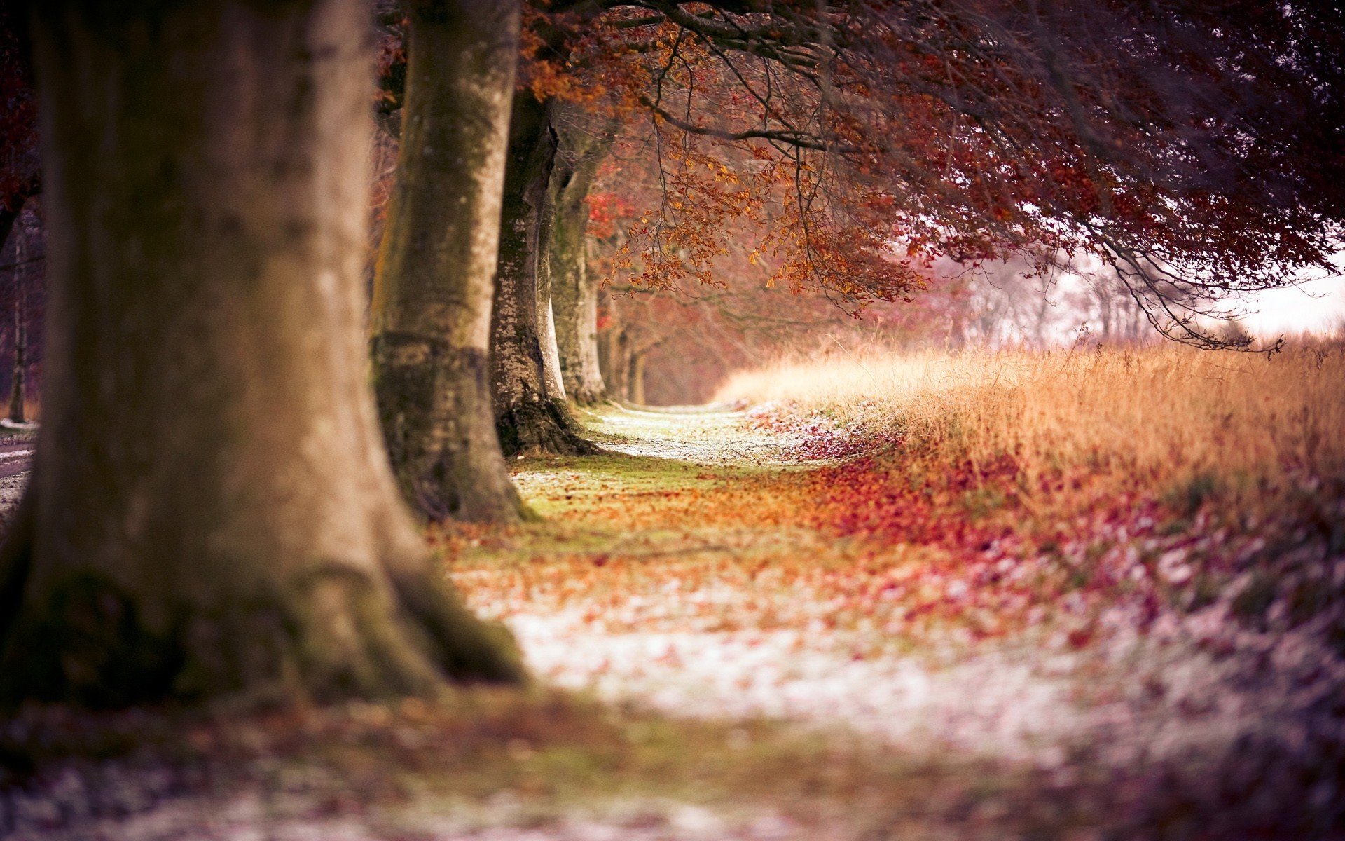 alberi foresta sentiero autunno natura sentiero