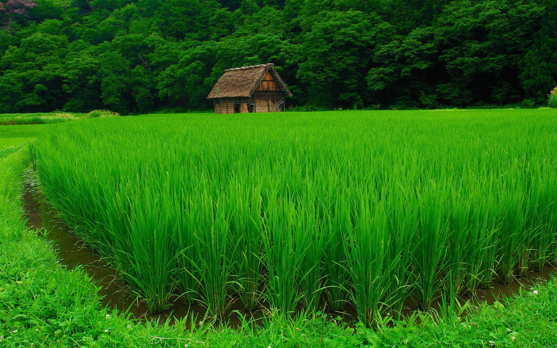 campo casa foresta