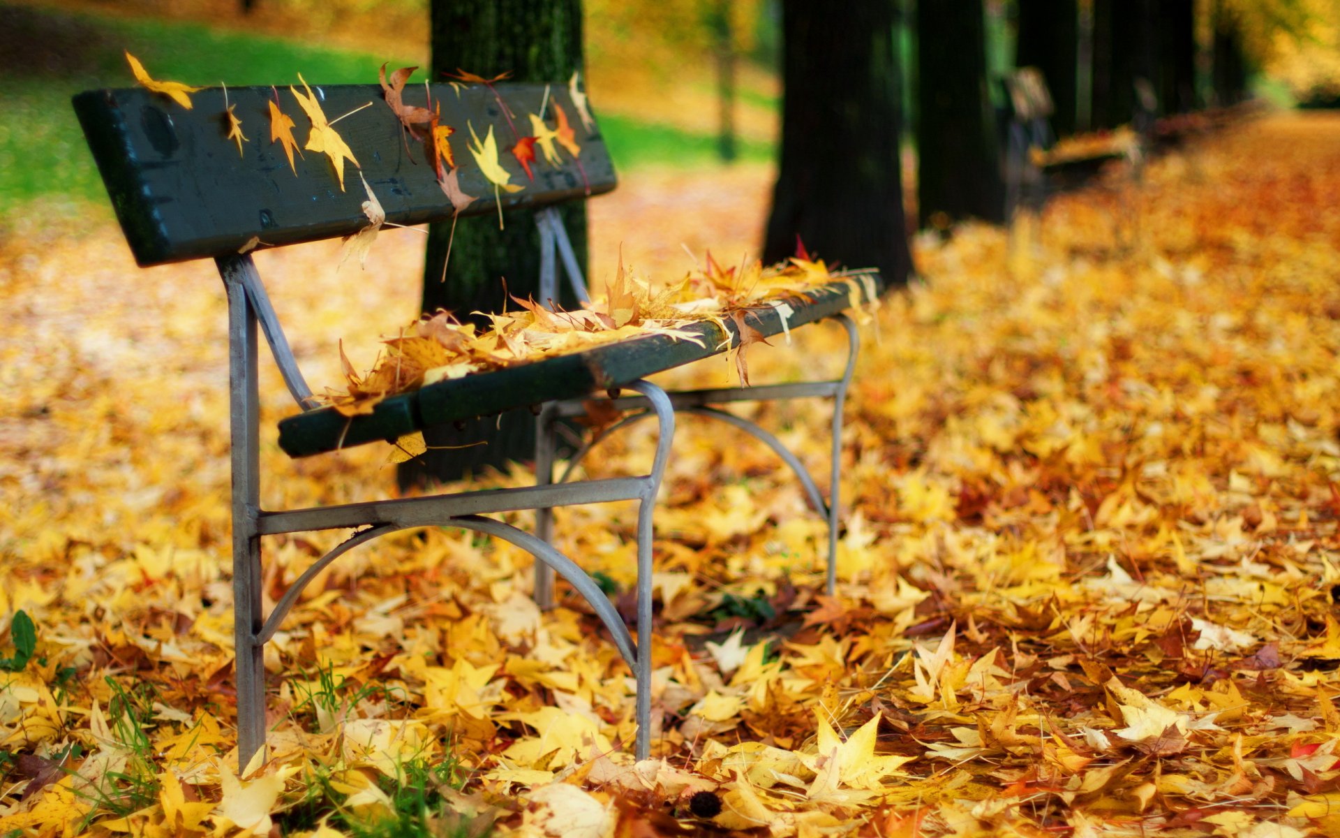 banc feuilles automne parc