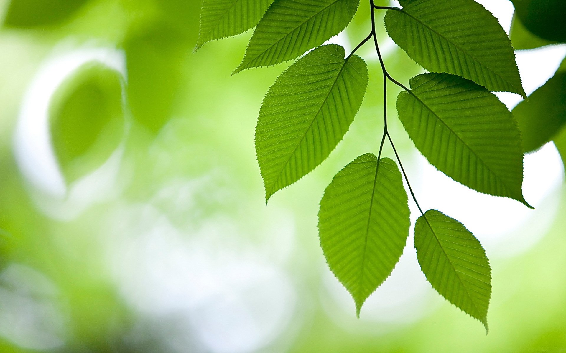 elm branch foliage