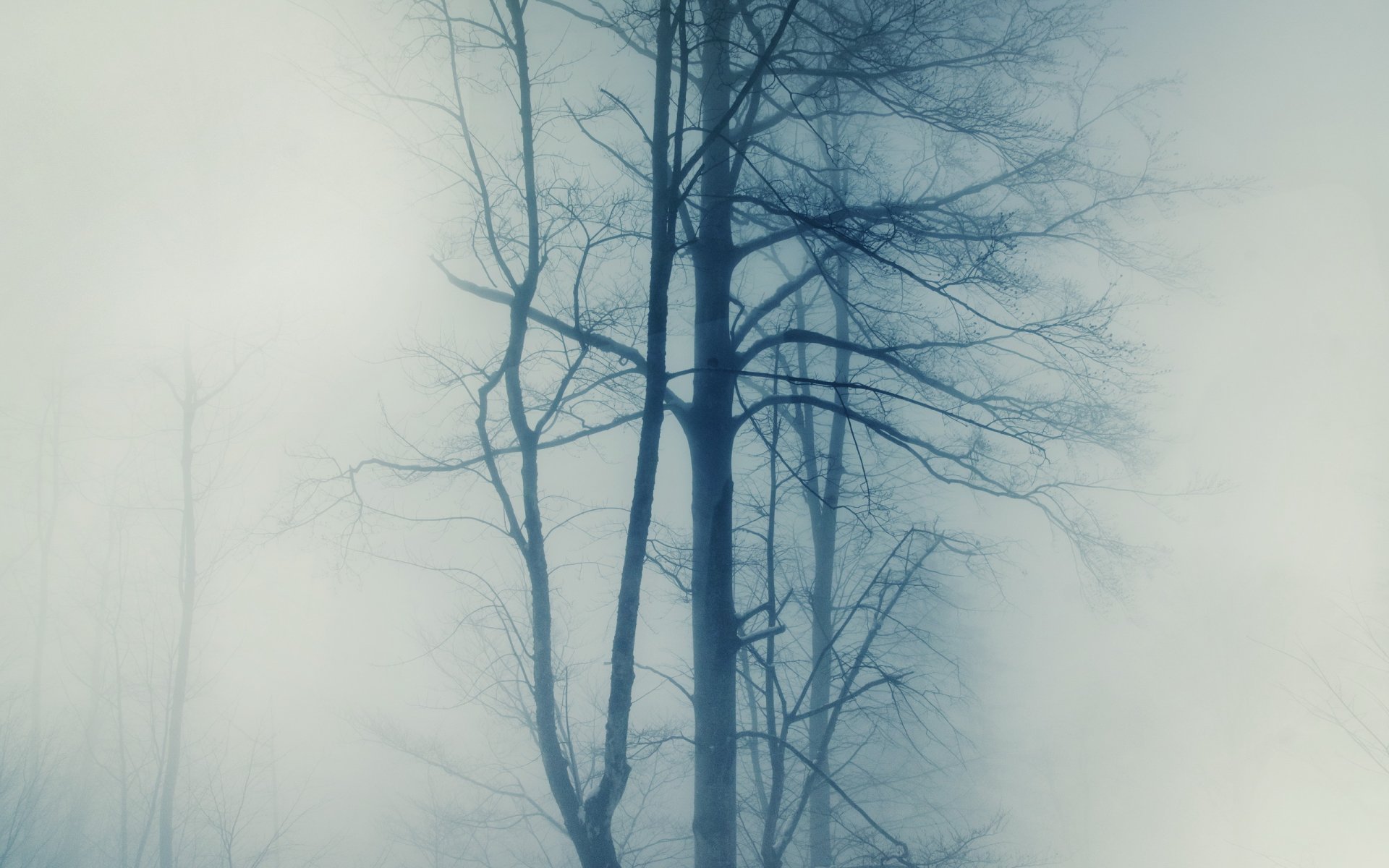 arbres brouillard nature