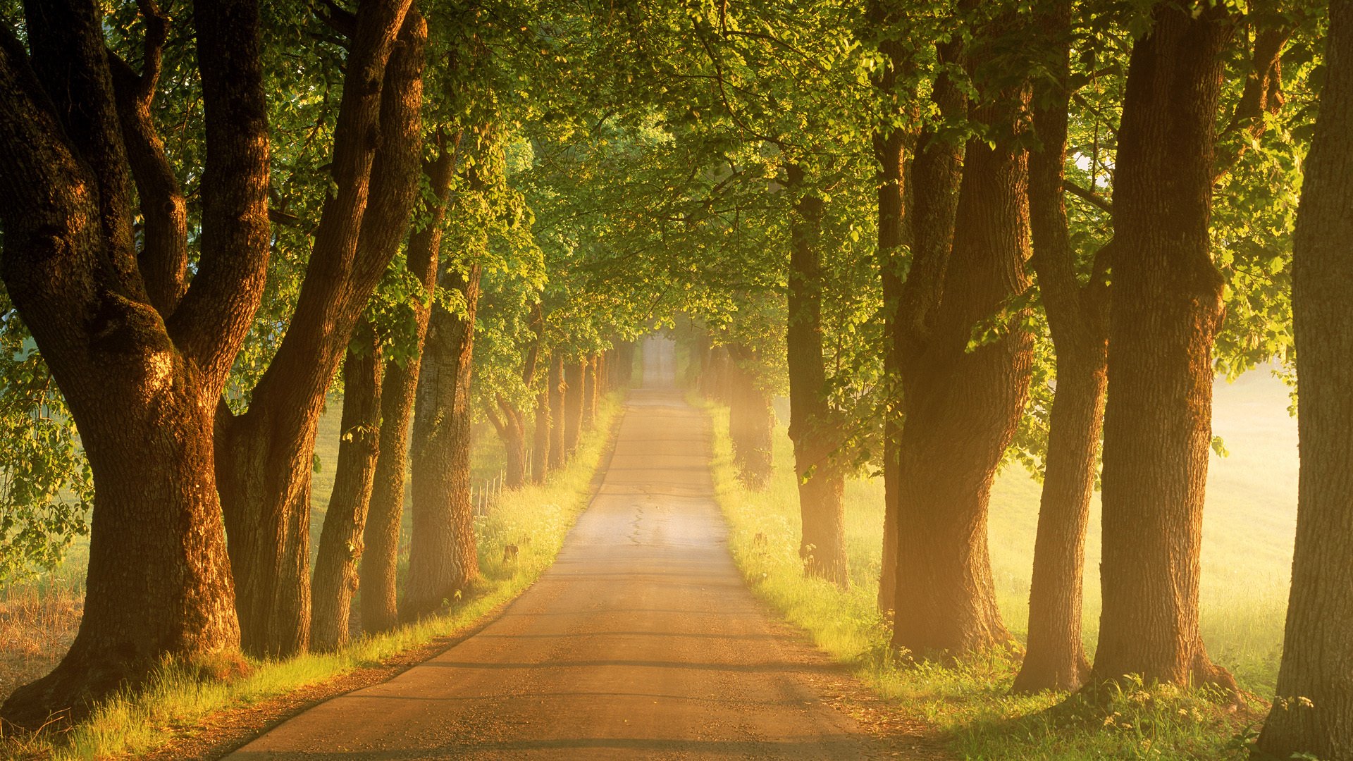 verano camino árboles mañana amanecer niebla suecia