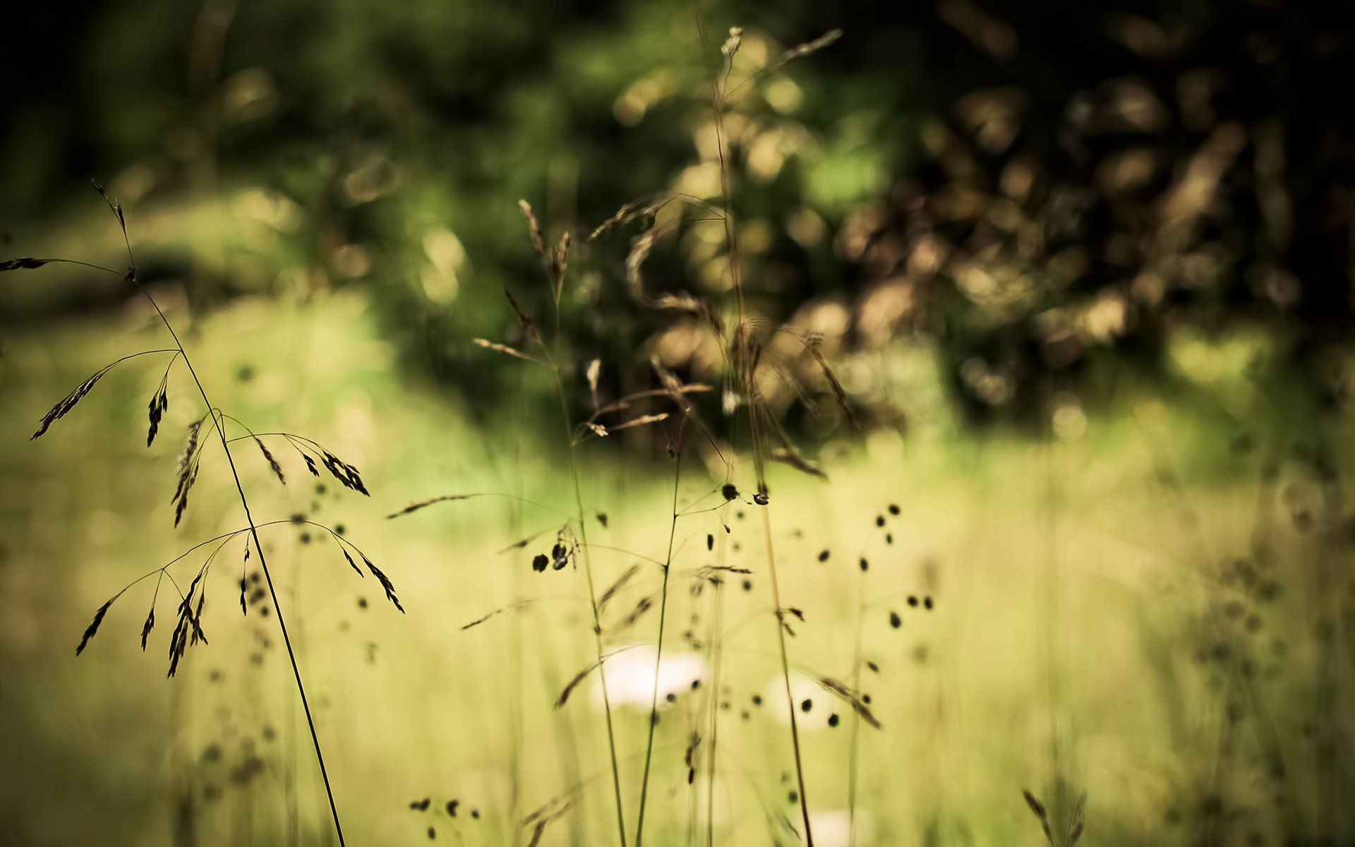 erba piante bokeh natura