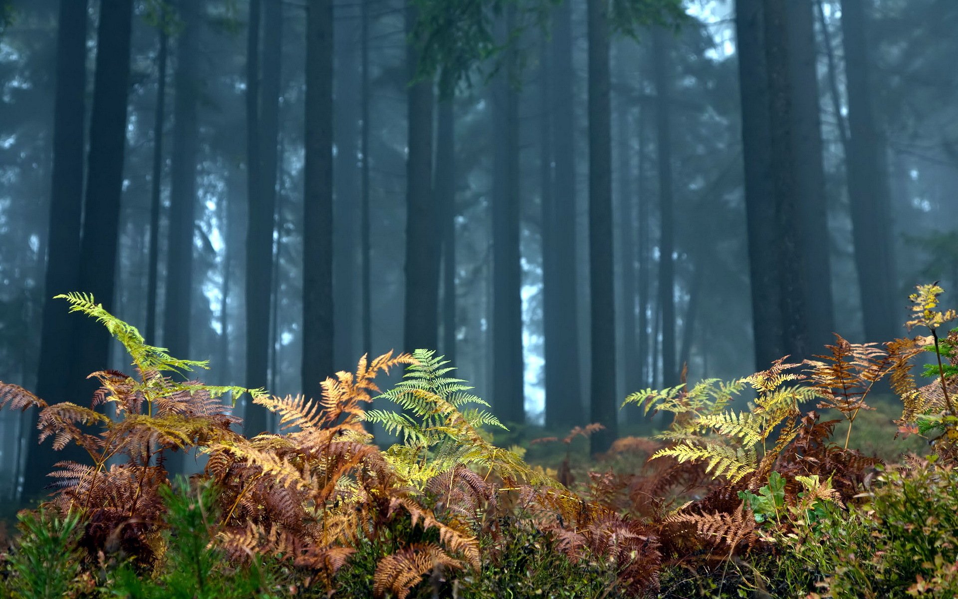 forest fern tree nature landscape