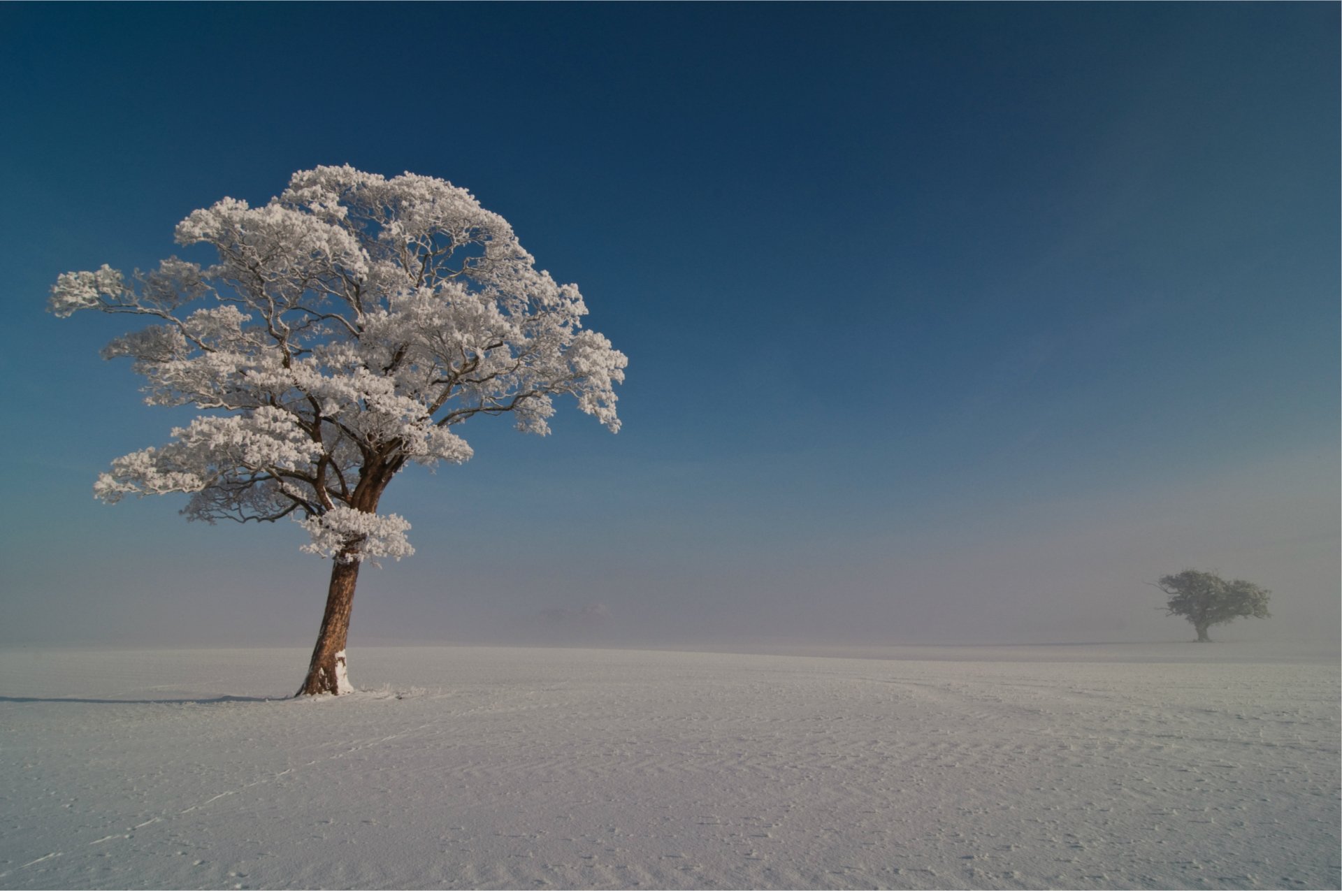 winter tree frost snow blue sky