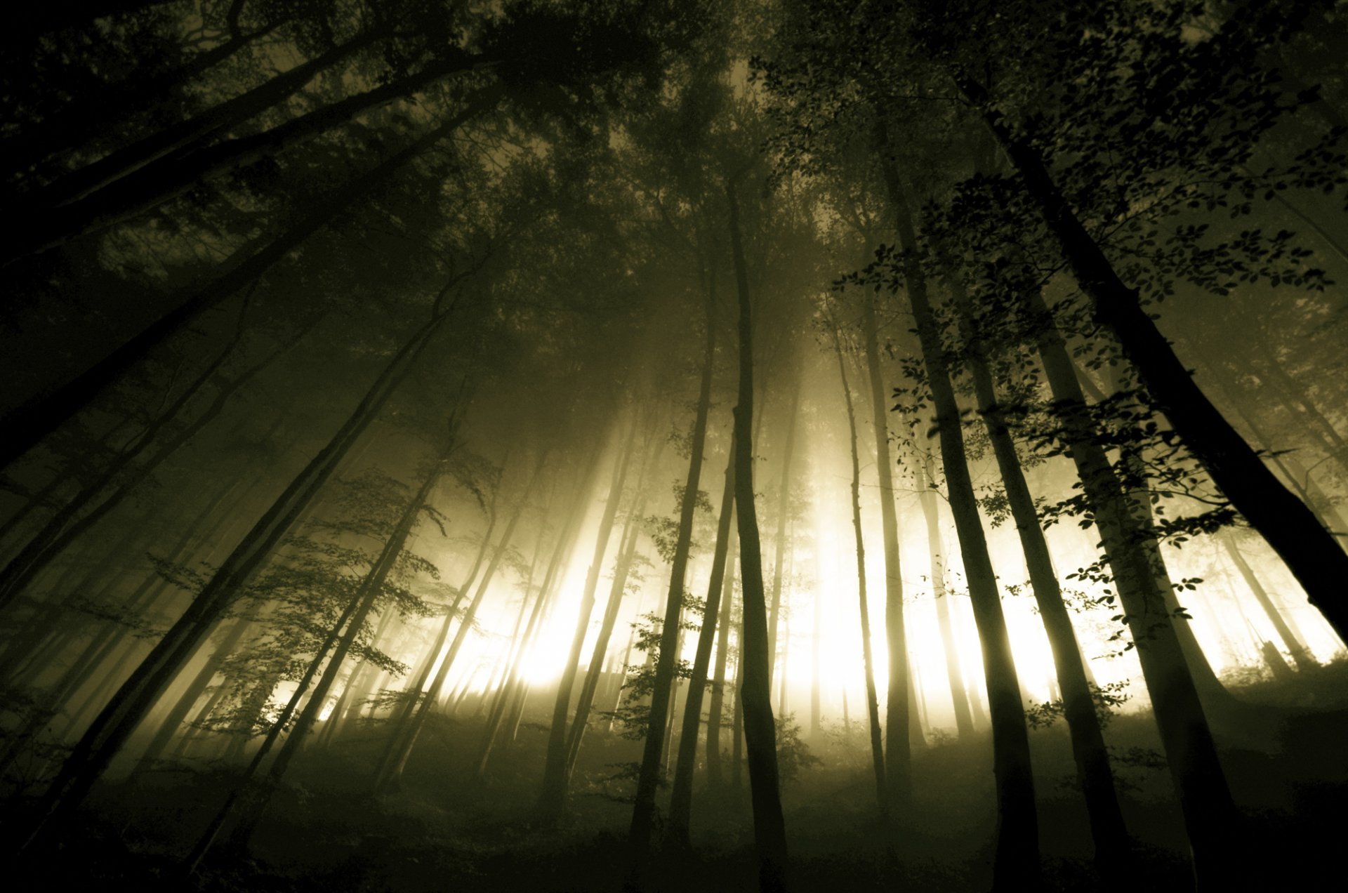 bosque árboles troncos montículo colina luz