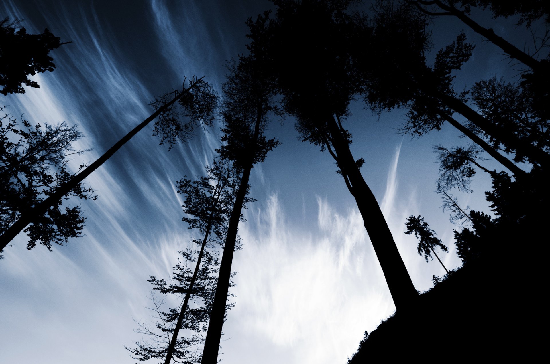 bäume stämme himmel hügel hügel abend schatten silhouetten wolken