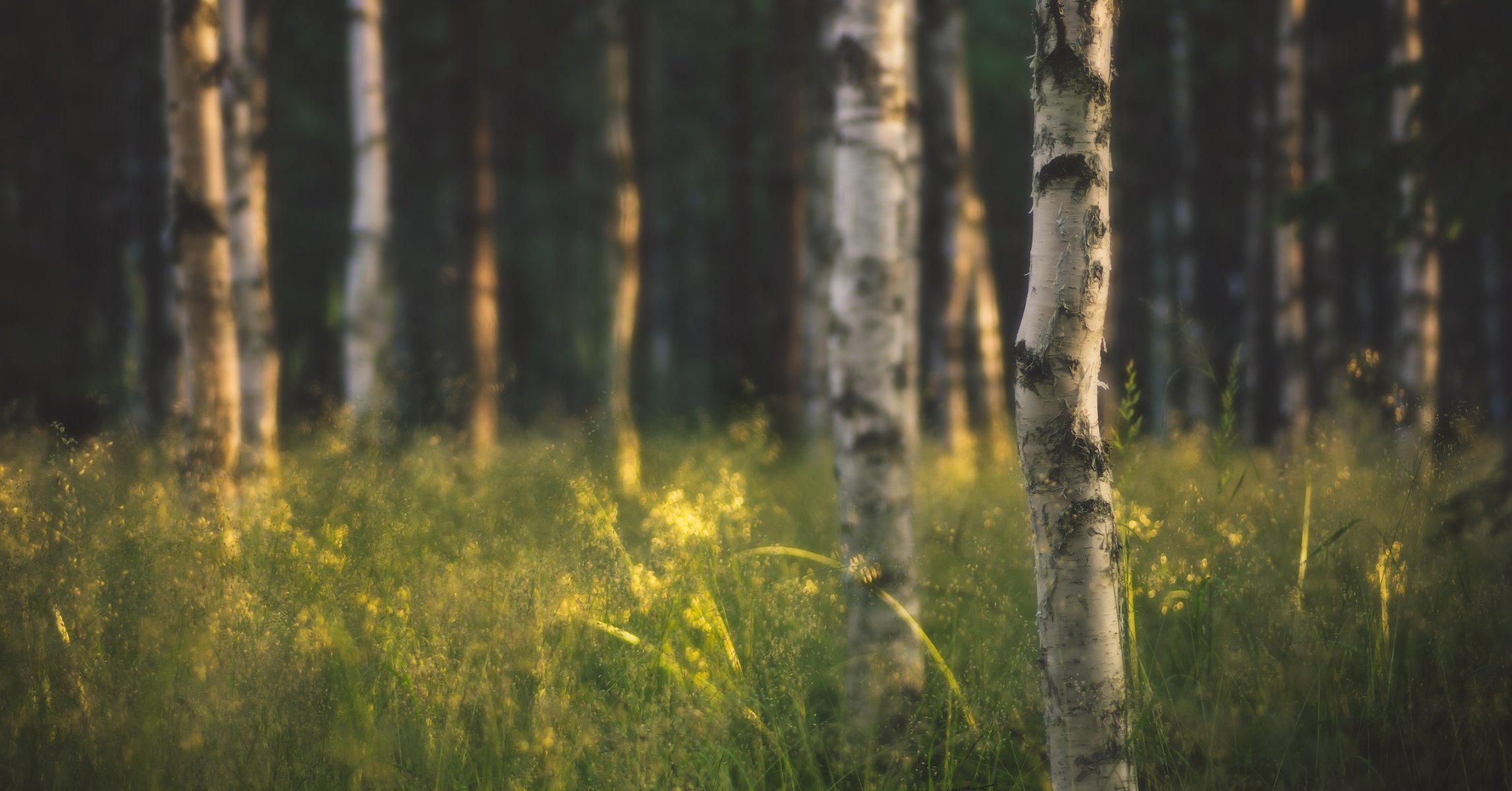 nature arbres forêt bouleaux rayons de soleil herbe