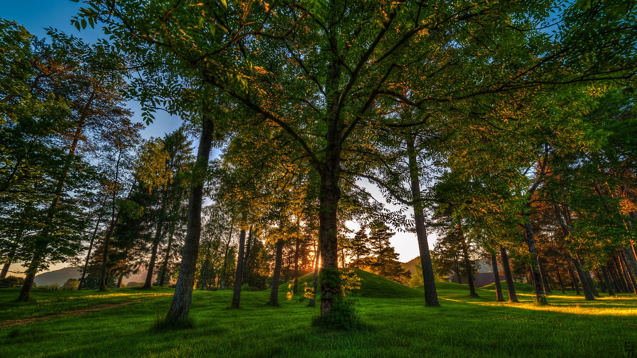 noruega bosque árboles