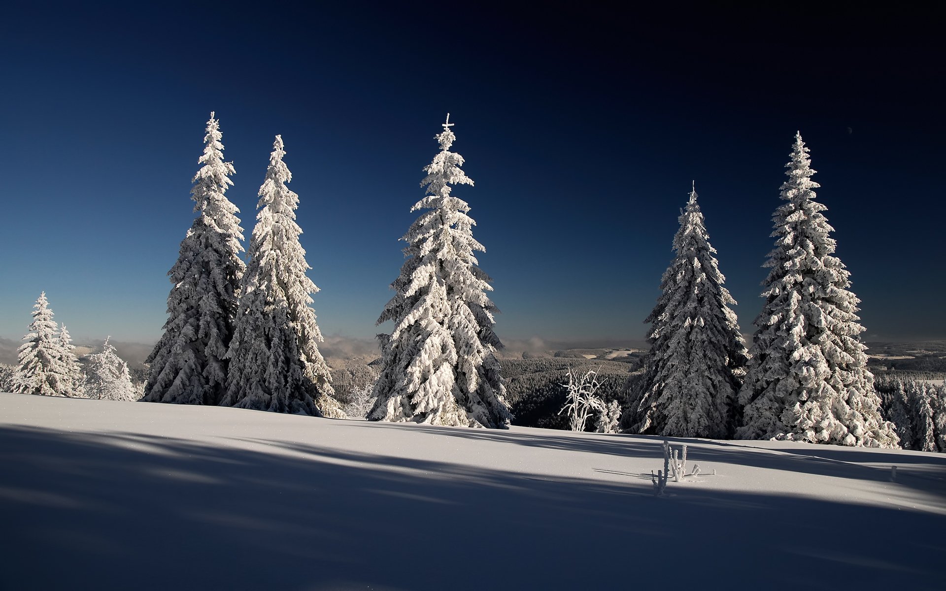 winter snow spruce christmas tree forest