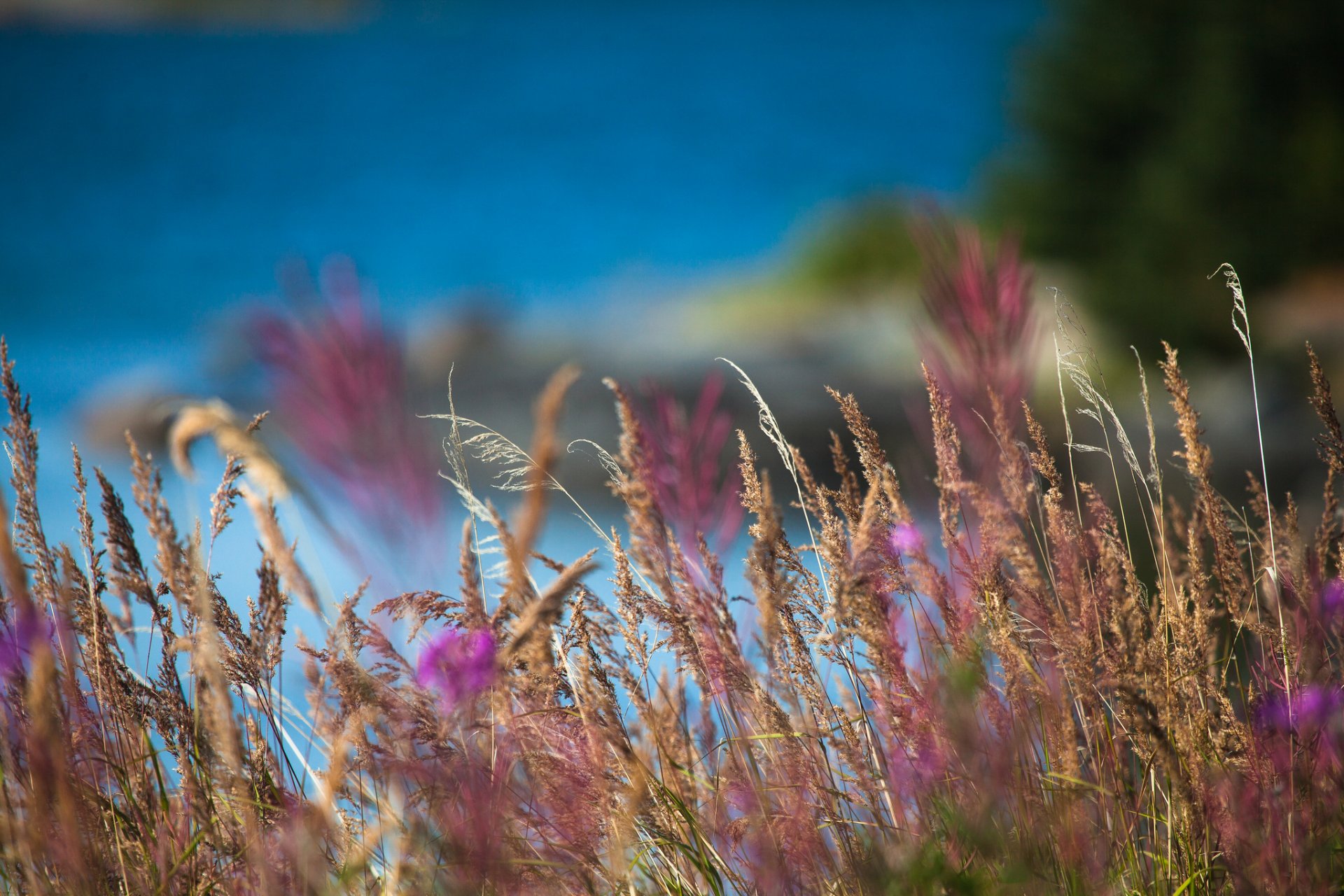 grass spikes nature close up the field blur