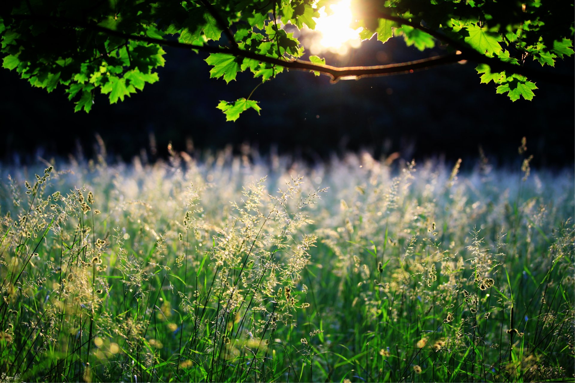 gras natur blätter sonne baum ährchen