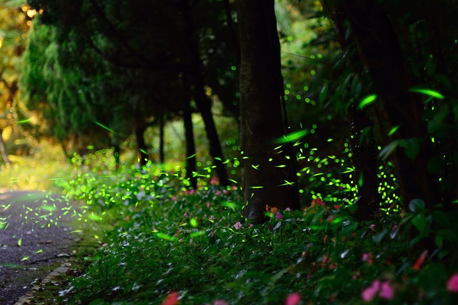 natur glühwürmchen blendung bokeh