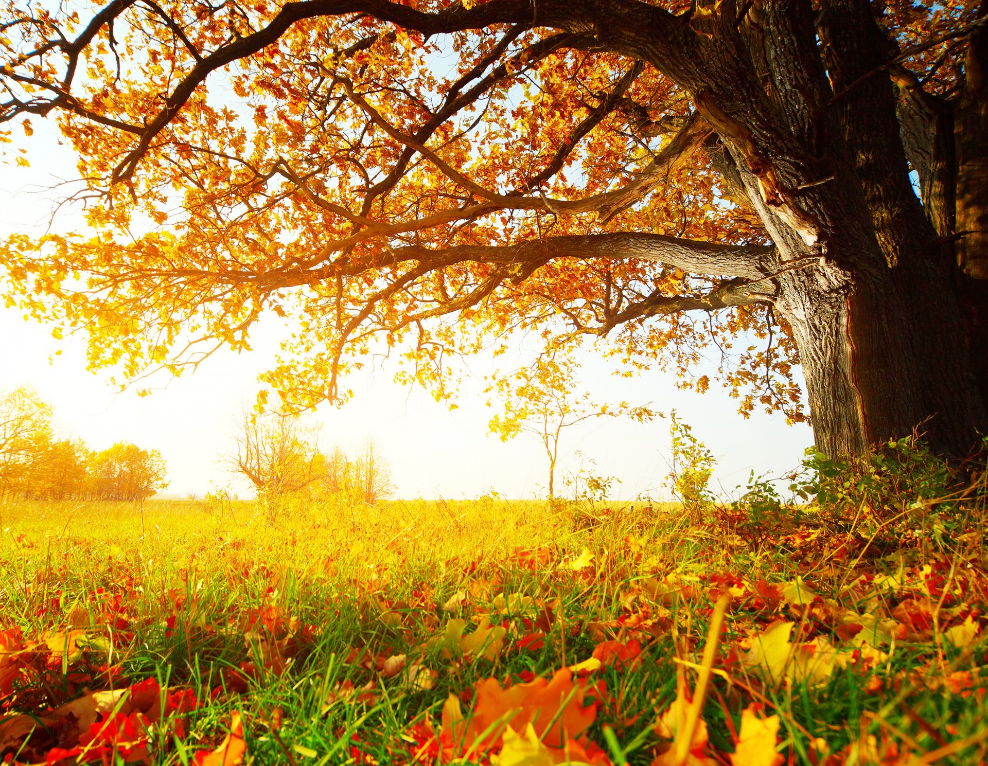 bosque soleado otoño árboles hierba hojas