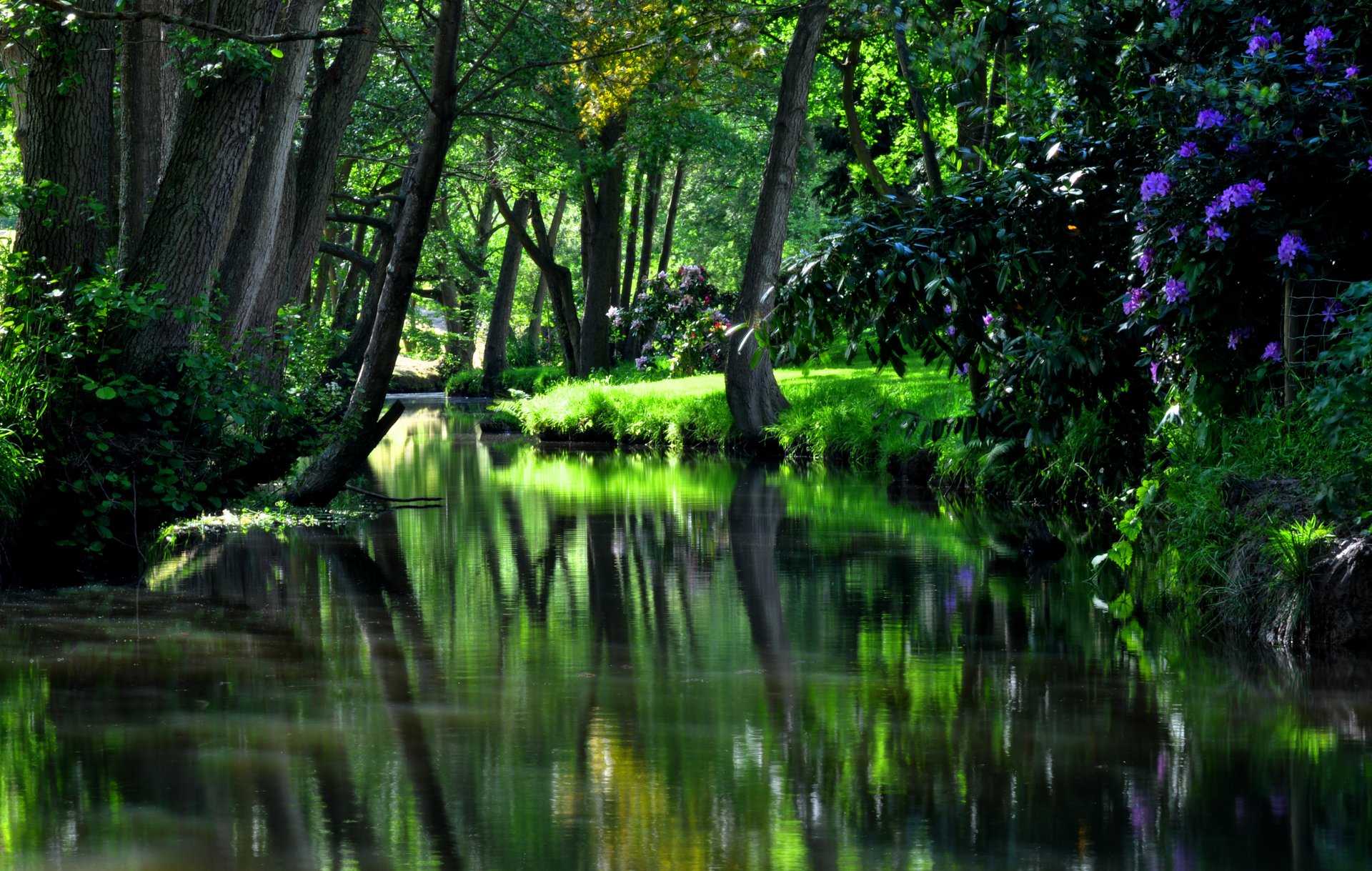 nature hdr tree trees green park water reflection grass cool nice flowers green beautiful cool good