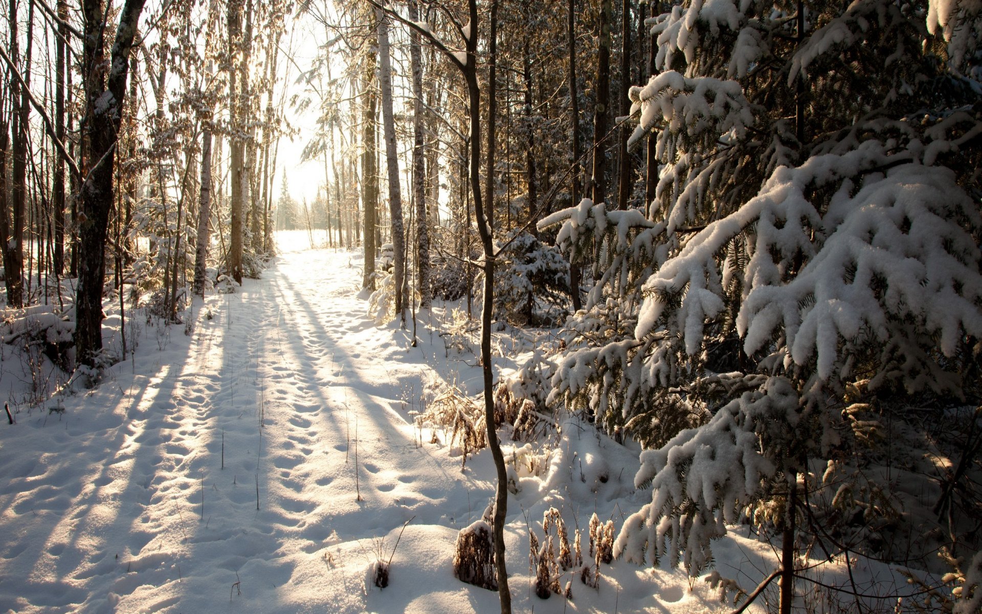 estados unidos wisconsin phillips north woods invierno nieve invierno