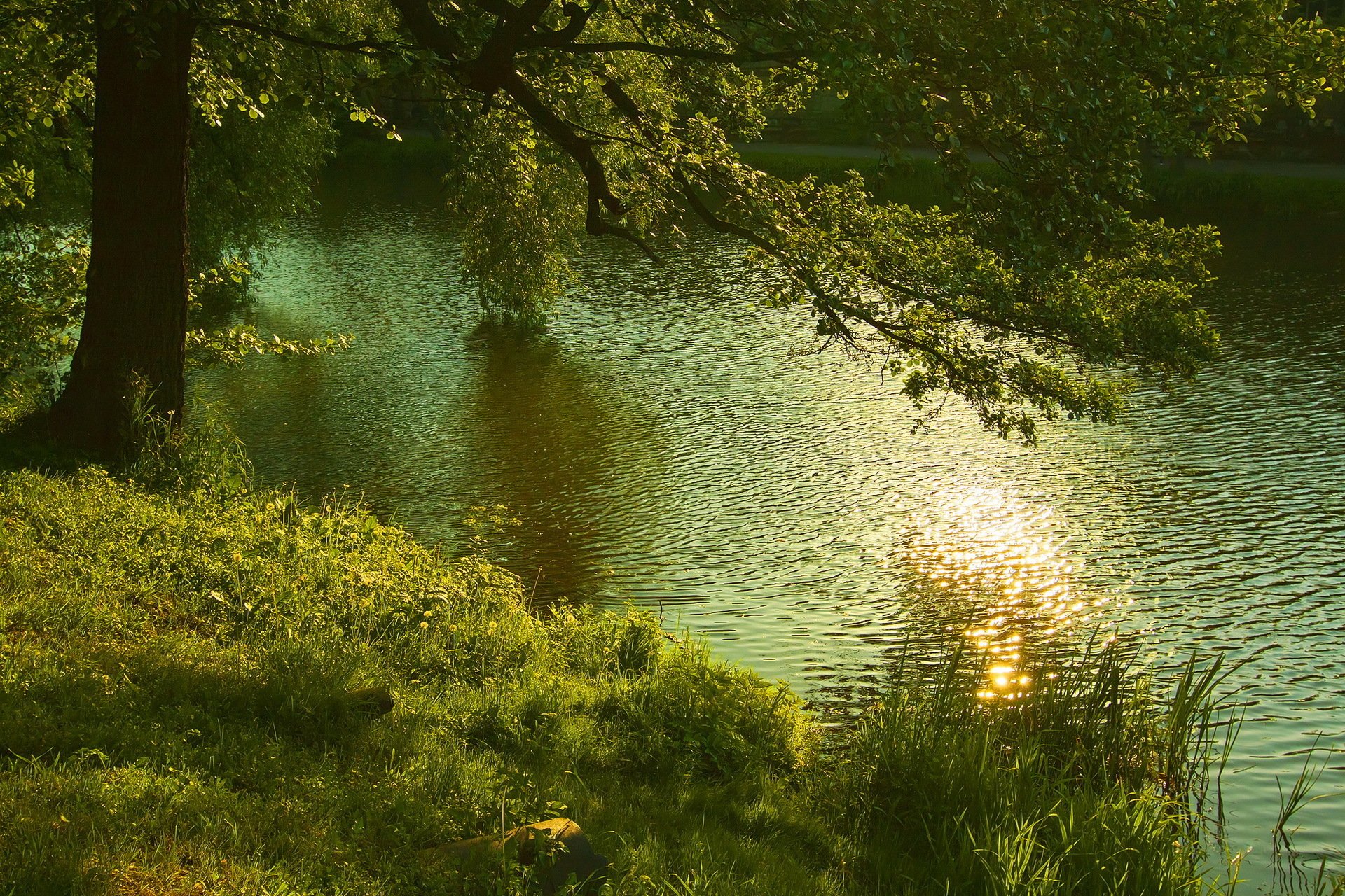 river tree nature