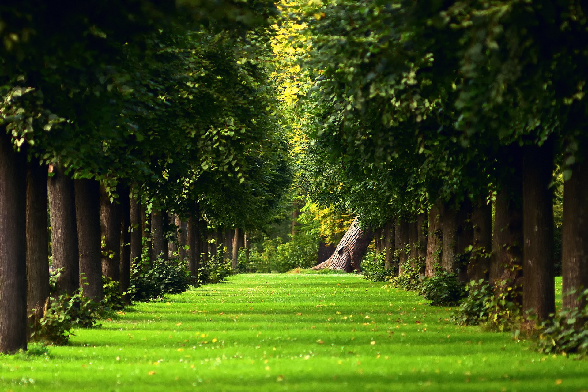 natur sommer bäume gras grüns