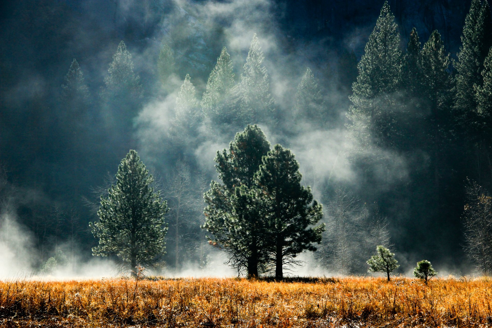 foresta aghi alberi radura foschia