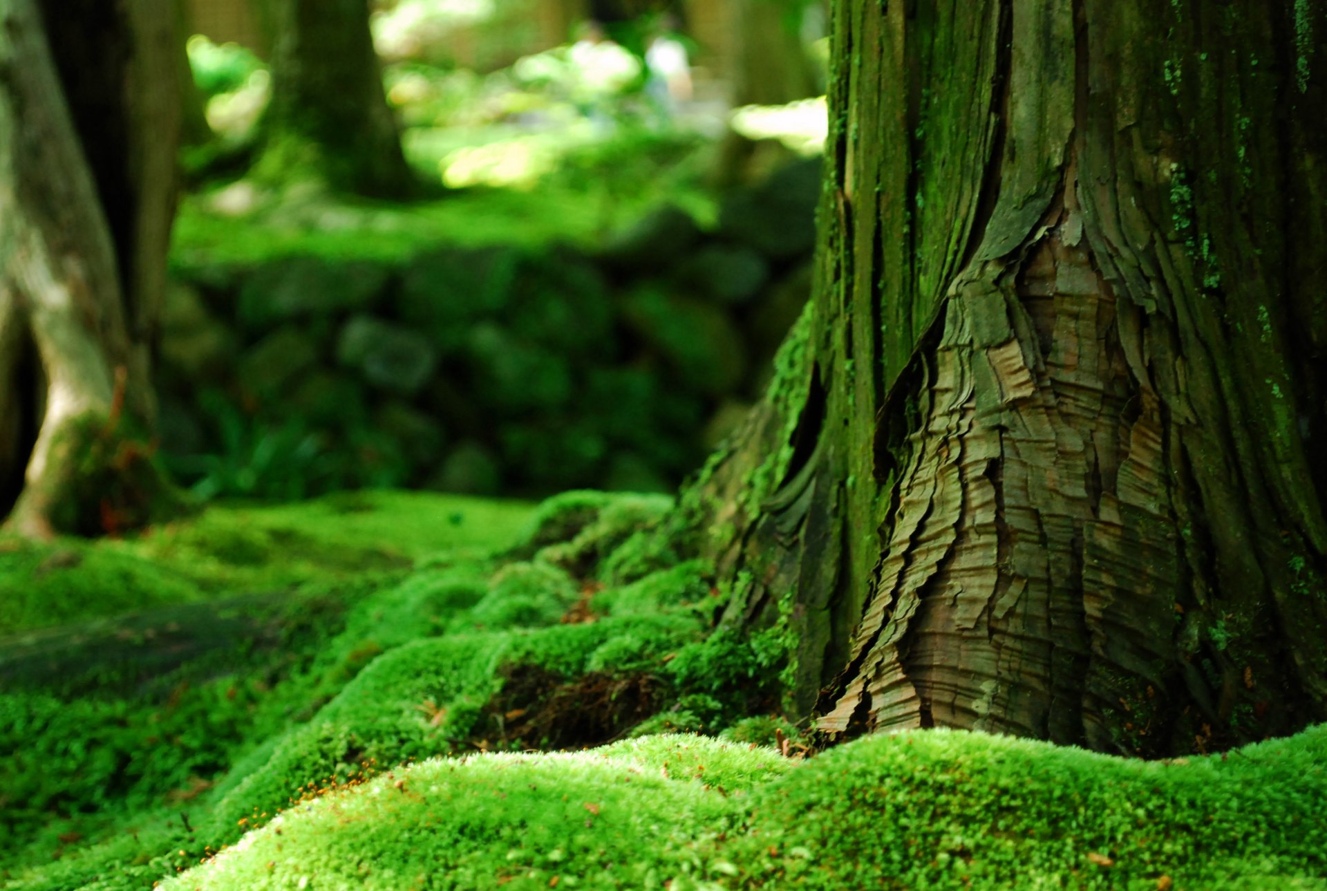 baum rinde wald moos grüns sommer