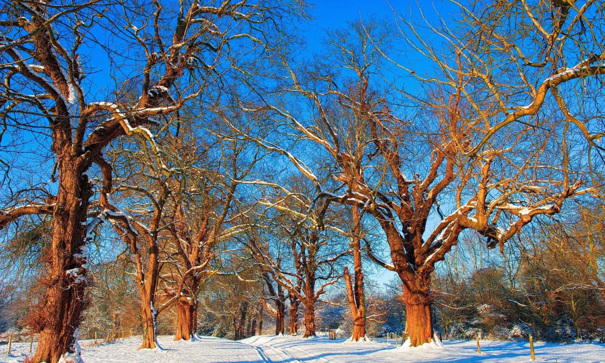 naturaleza árboles ramas. nieve invierno