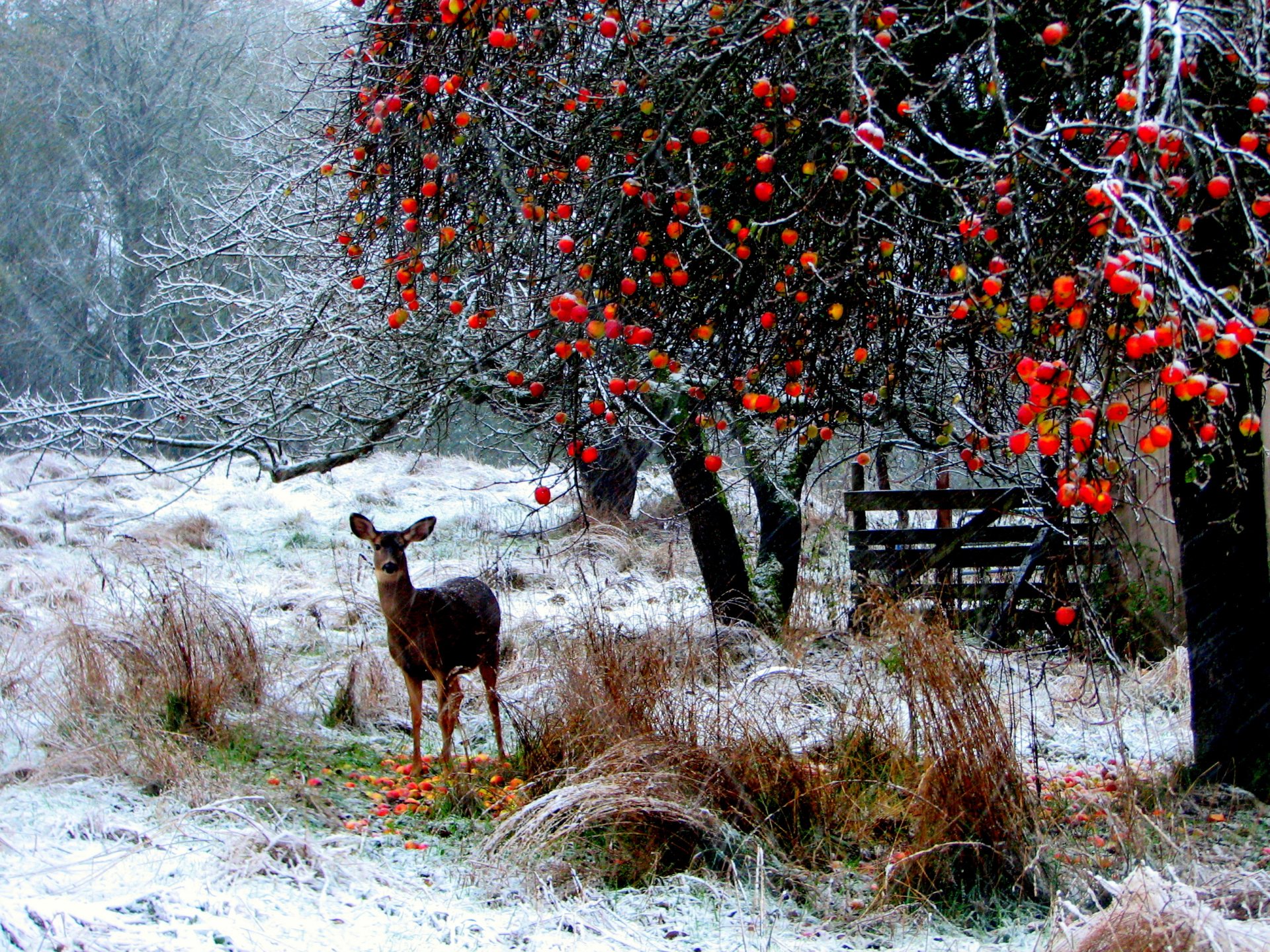 natur wald hirsch schnee bäume lange zweige gras äpfel