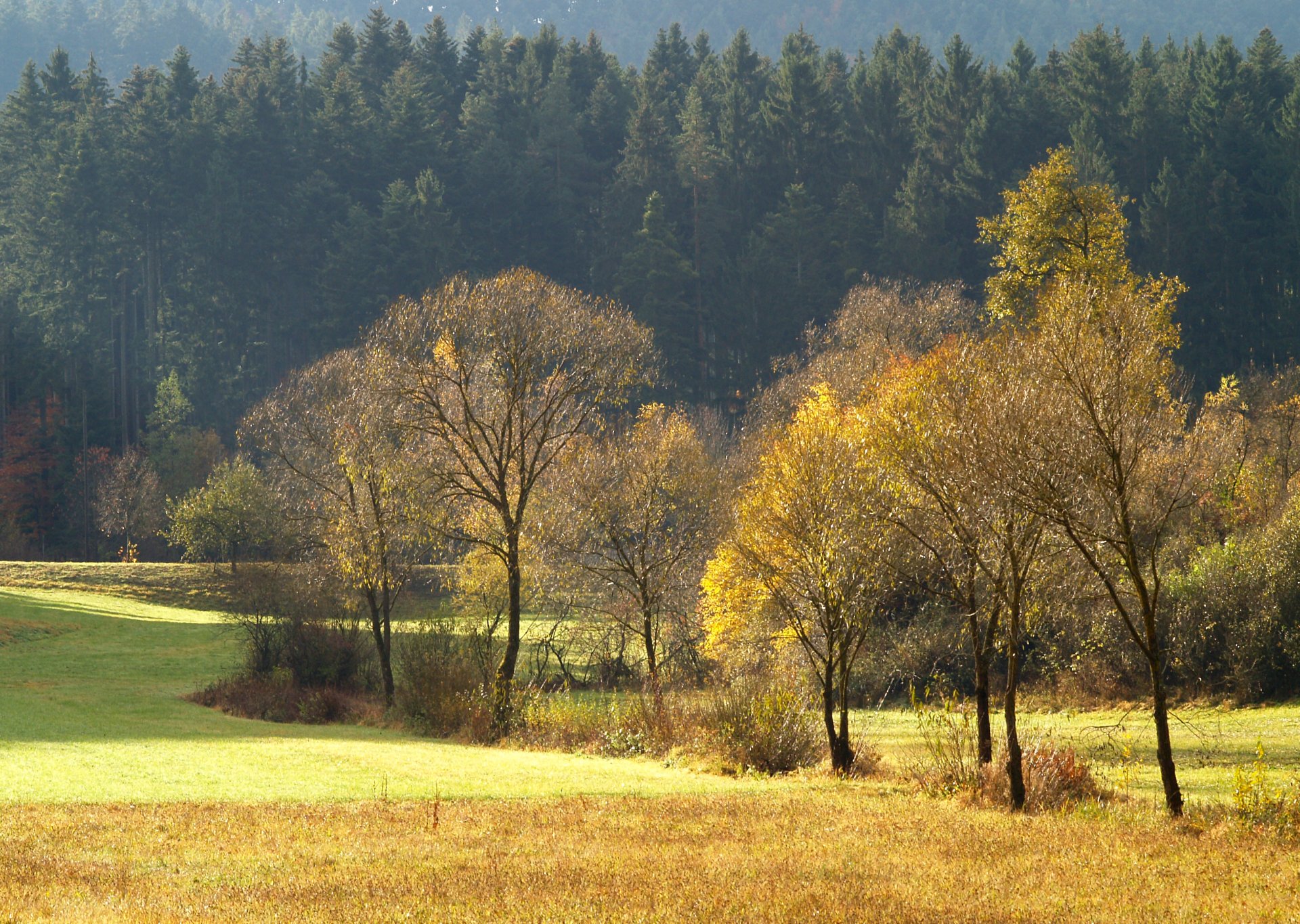 autunno foresta aghi campo radura alberi