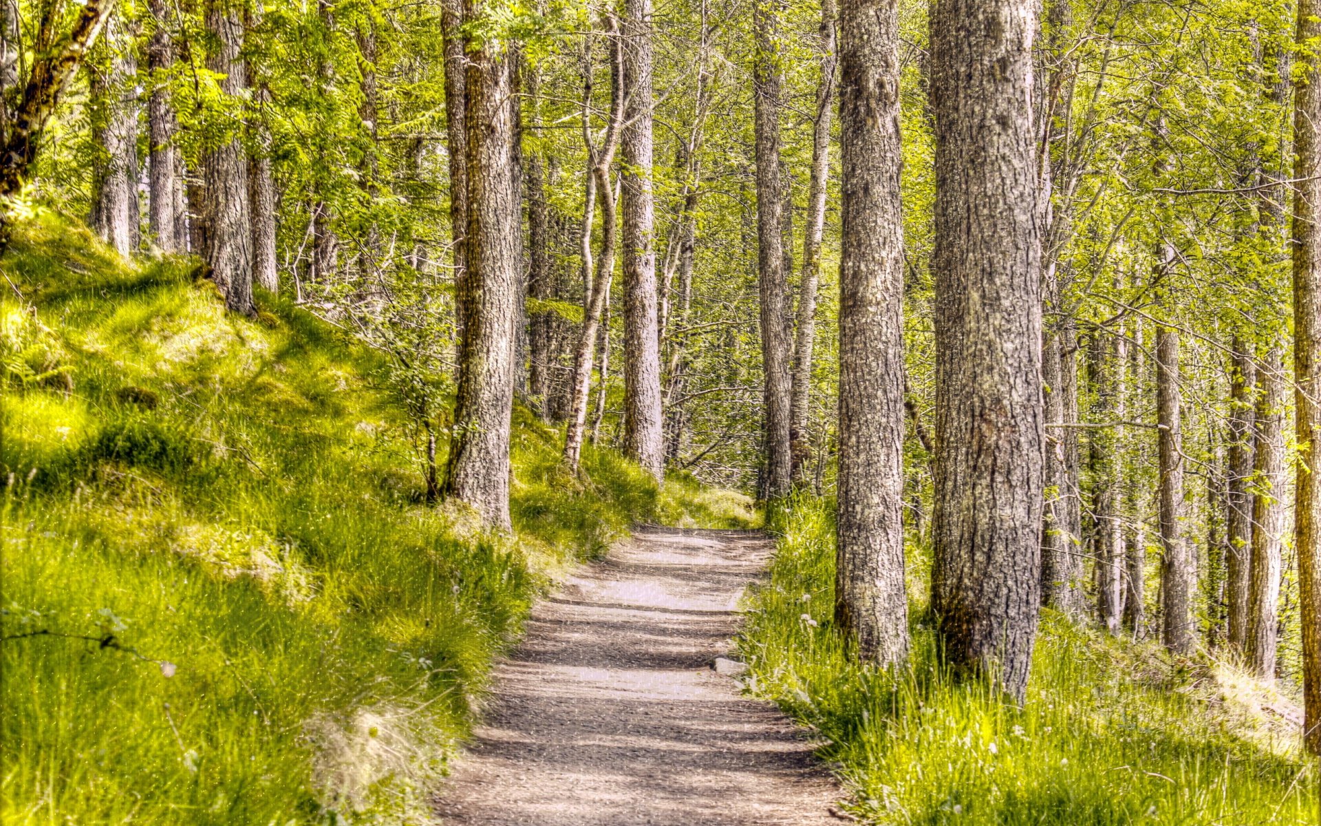 nature landscape forest textures background style