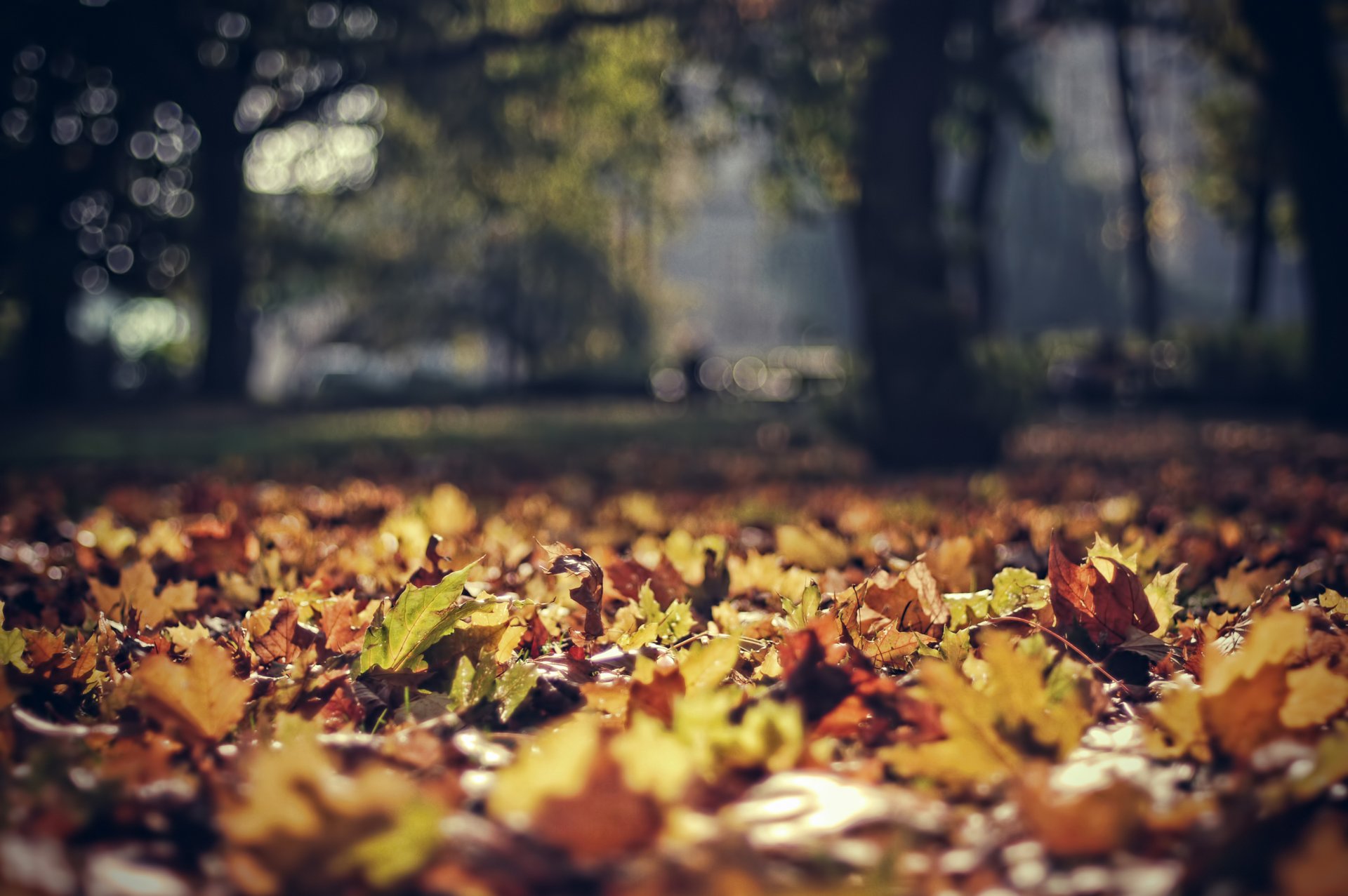 automne parc feuillage feuilles mise au point bokeh pologne