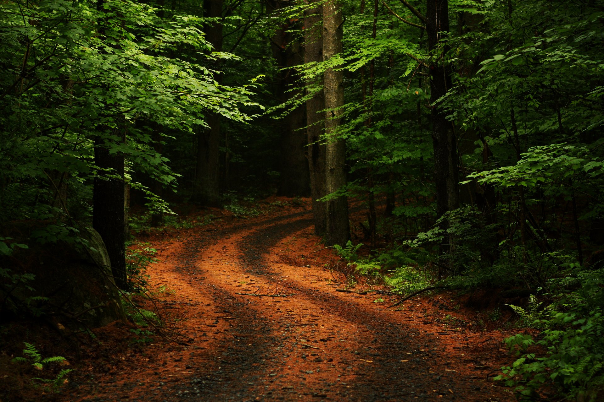 sommer wald straße