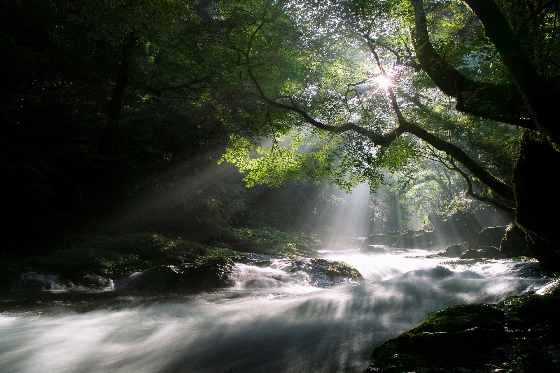 natur wald morgen bäume licht strahlen sonne fluss fluss