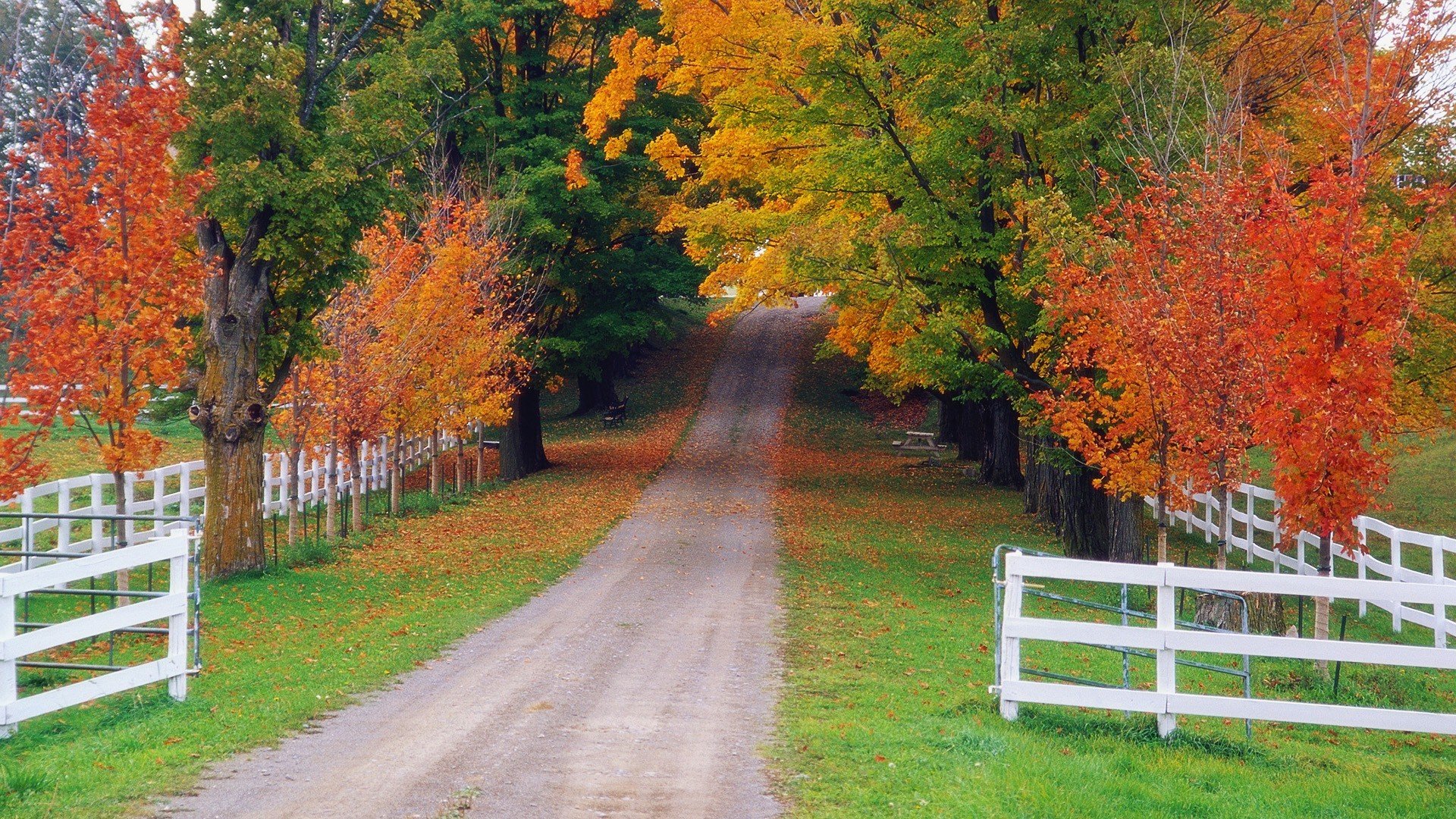 naturaleza bosque valla carretera otoño