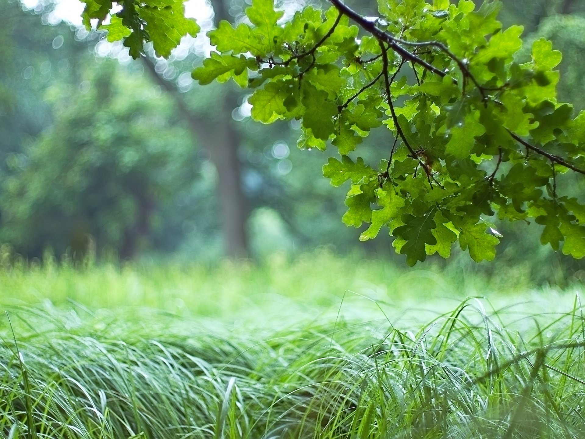 arbre chêne forêt branche feuilles vert herbe