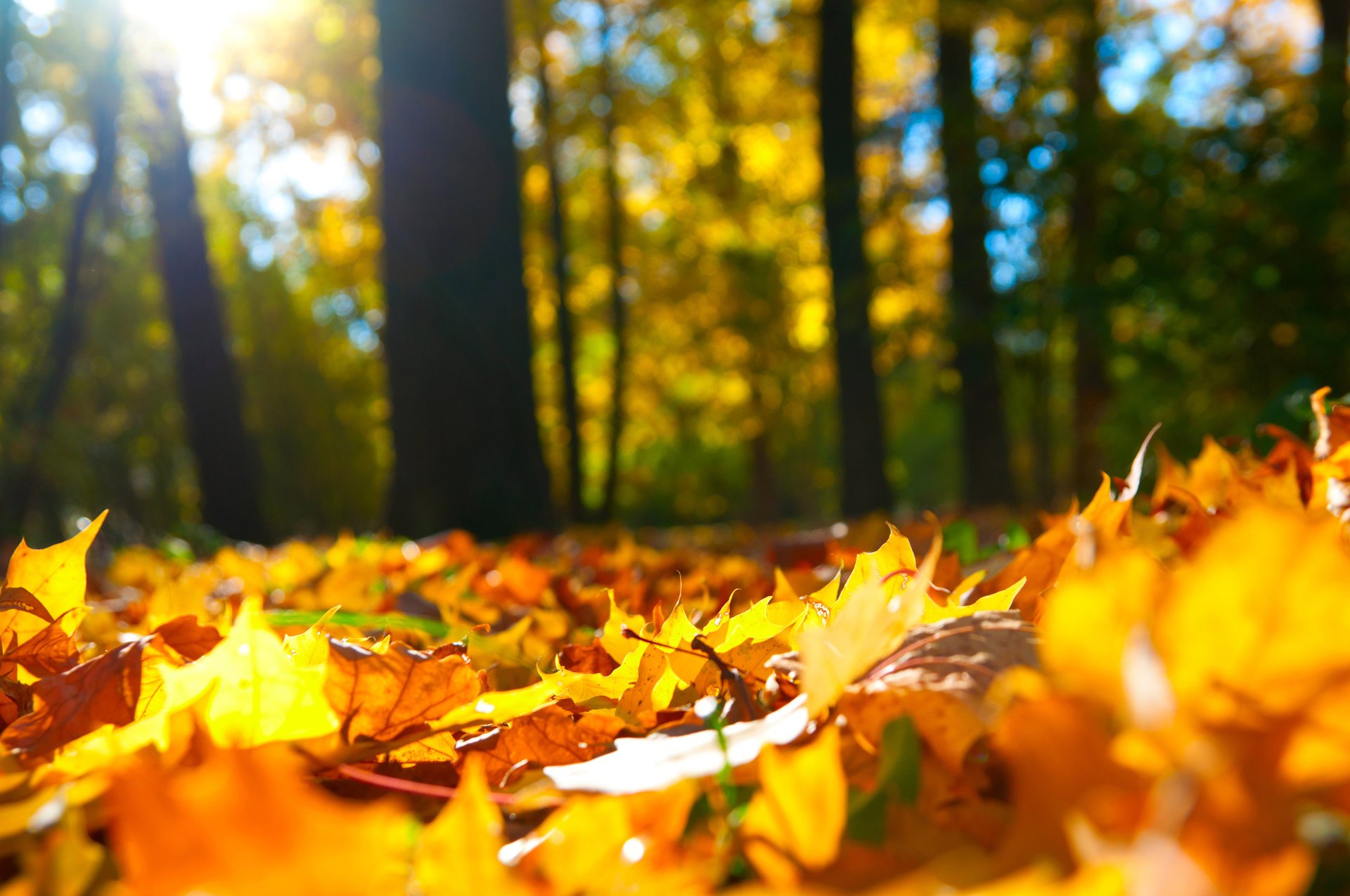 leaves autumn forest tree