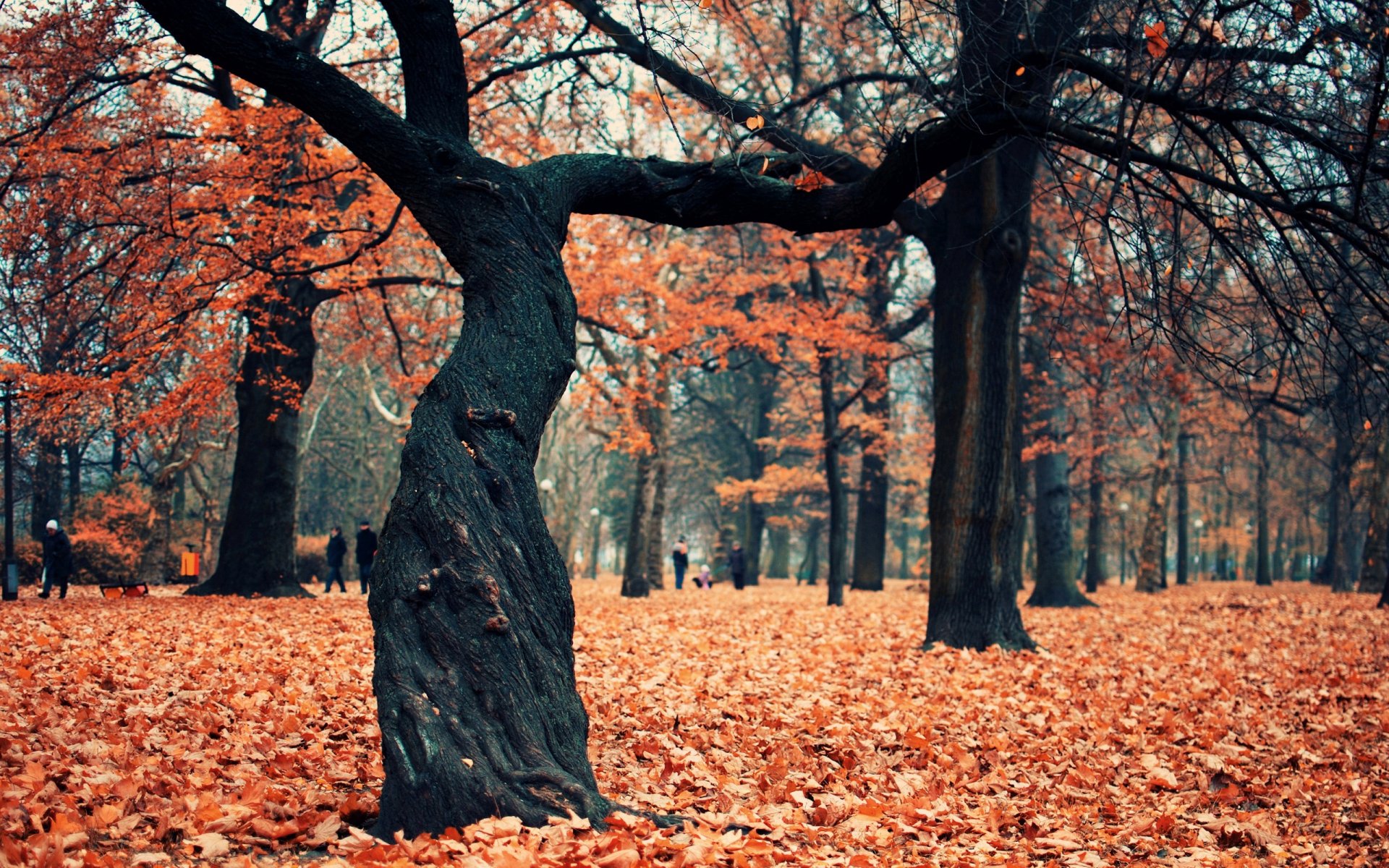 park autumn tree