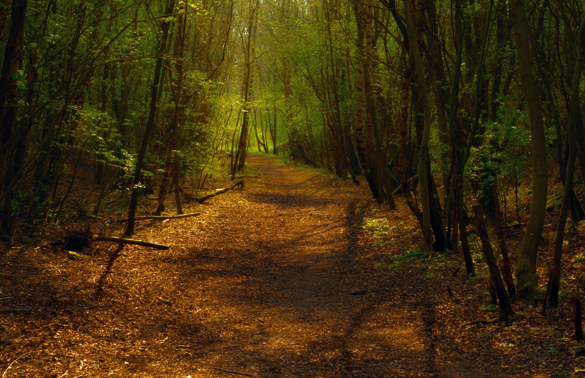 forest track trail the way rotation tree light foliage mixed forest shadows