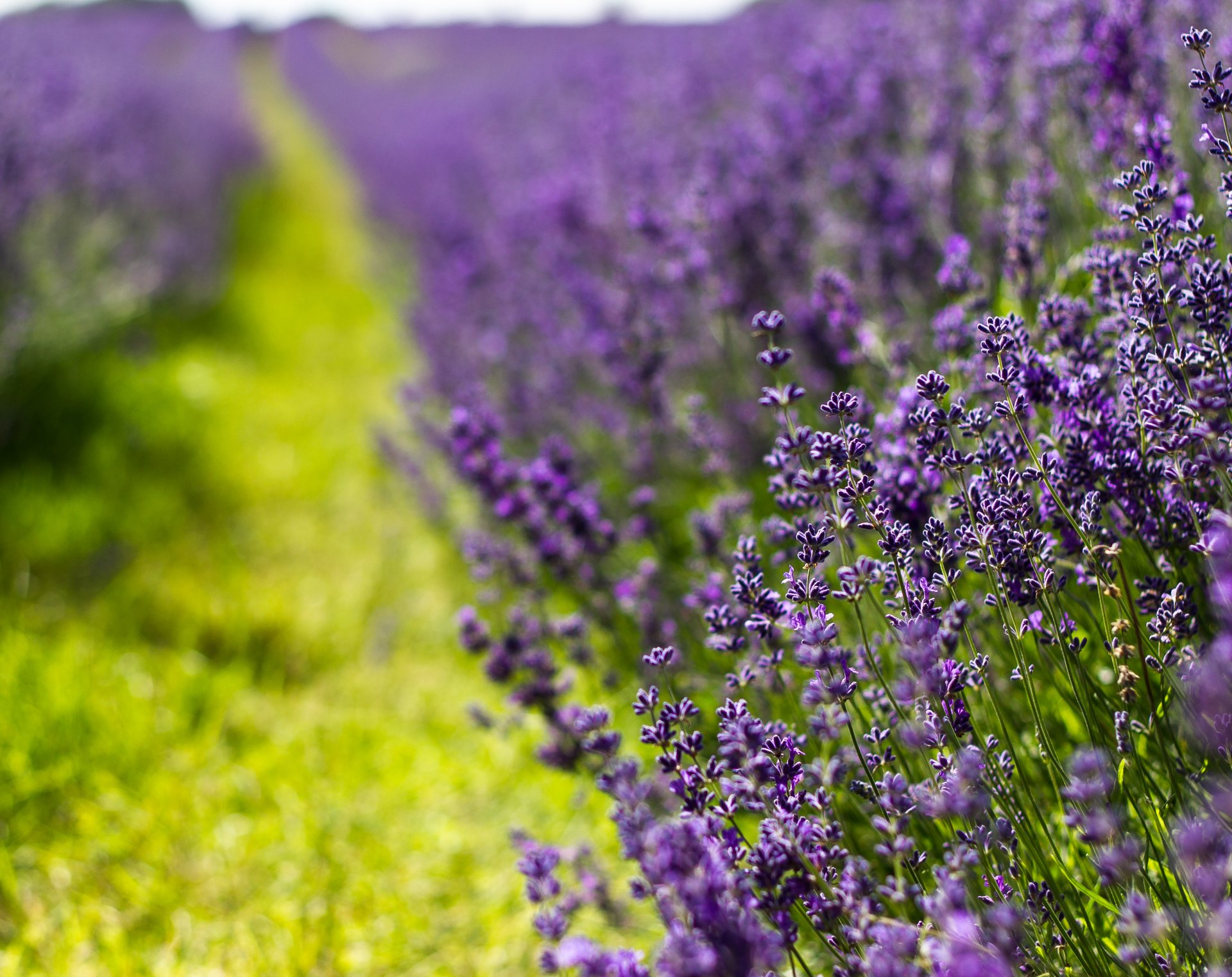 lavender flower green grass close up blur