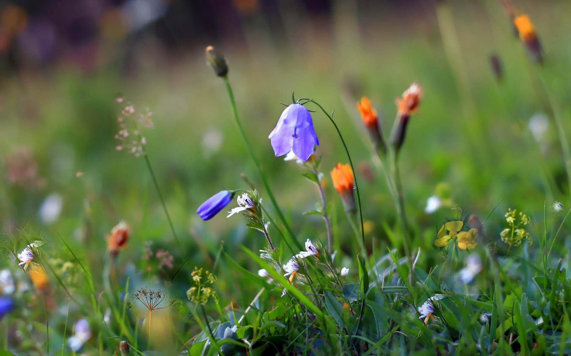 gras blumen sommer