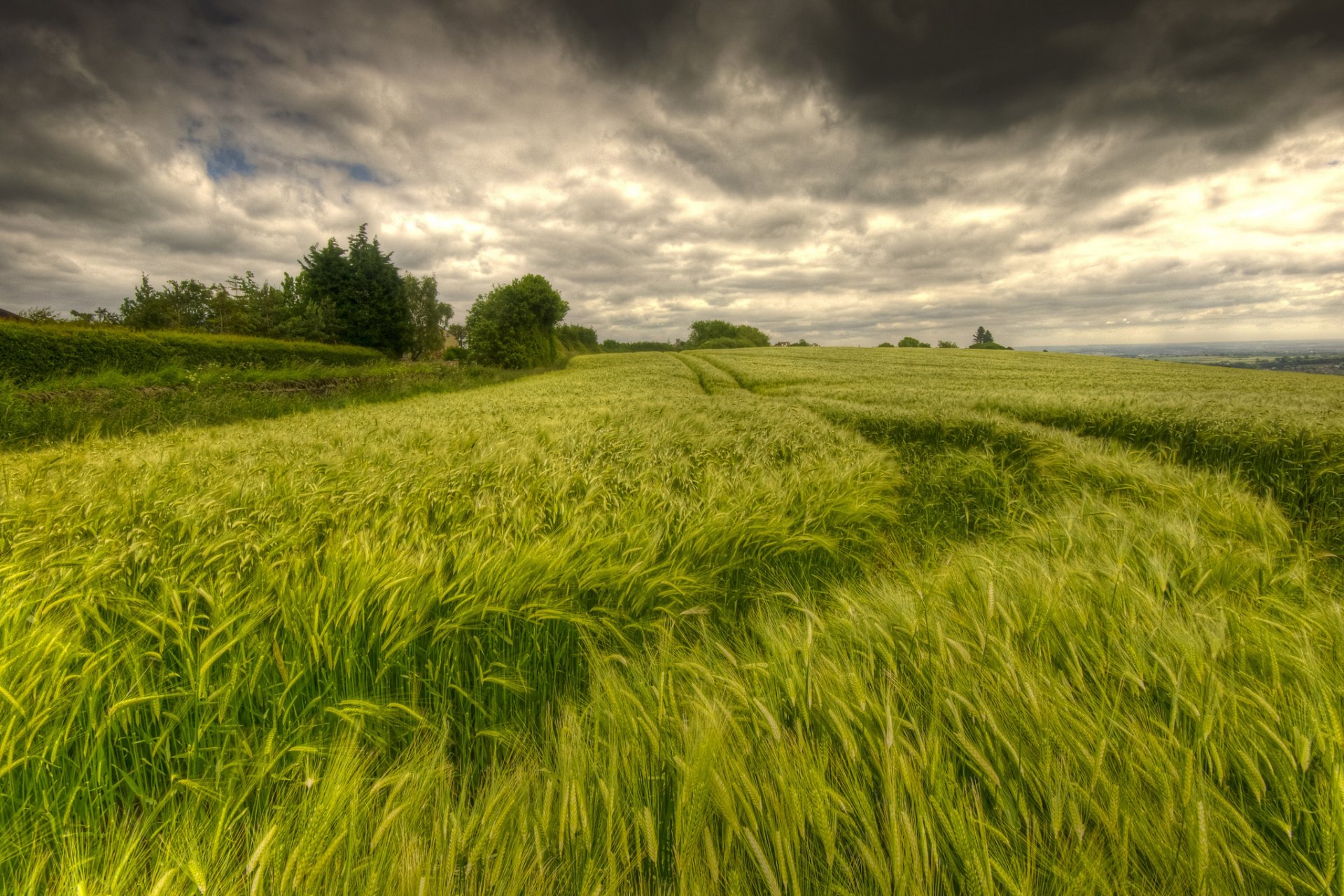 nature the field spikes sky