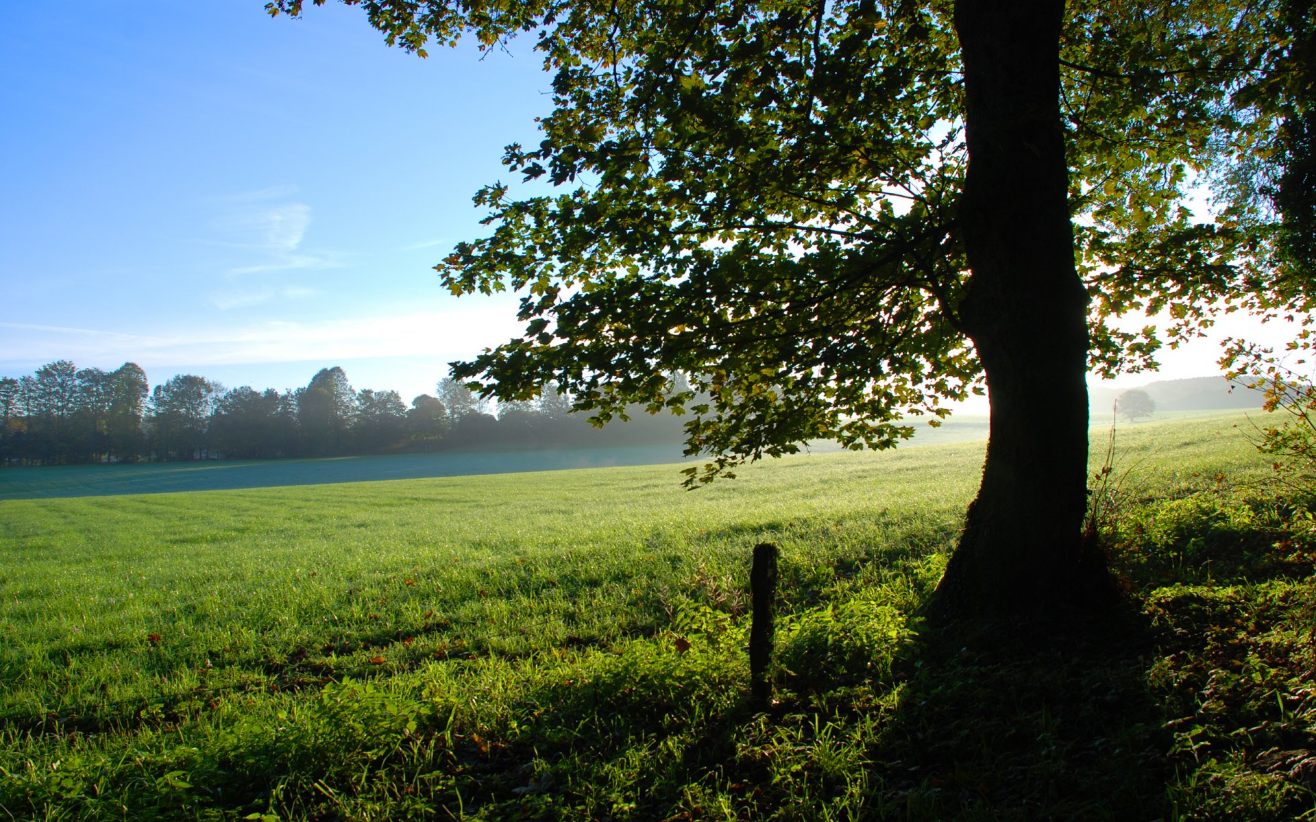 natur baum lichtung sommer sonnenlicht