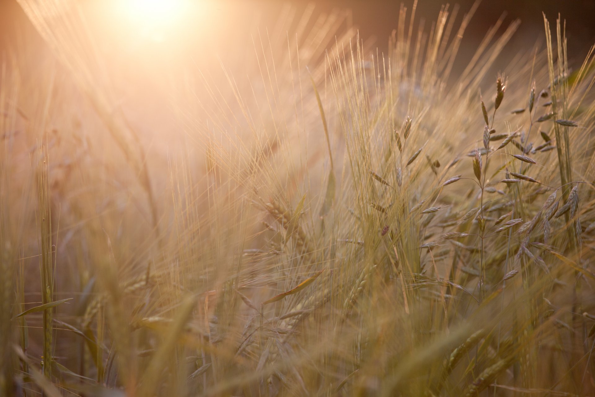 royaume-uni angleterre champ épis épis soirée soleil lumière coucher de soleil gros plan