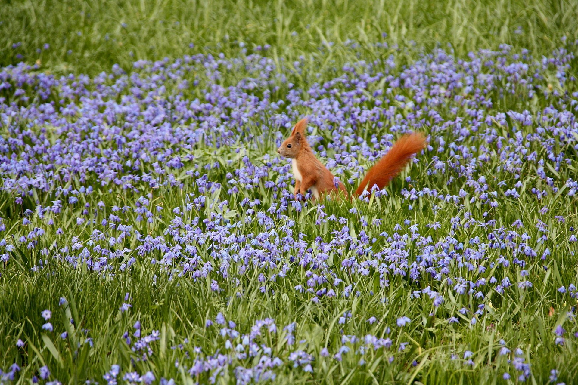 eichhörnchen feld blumen natur