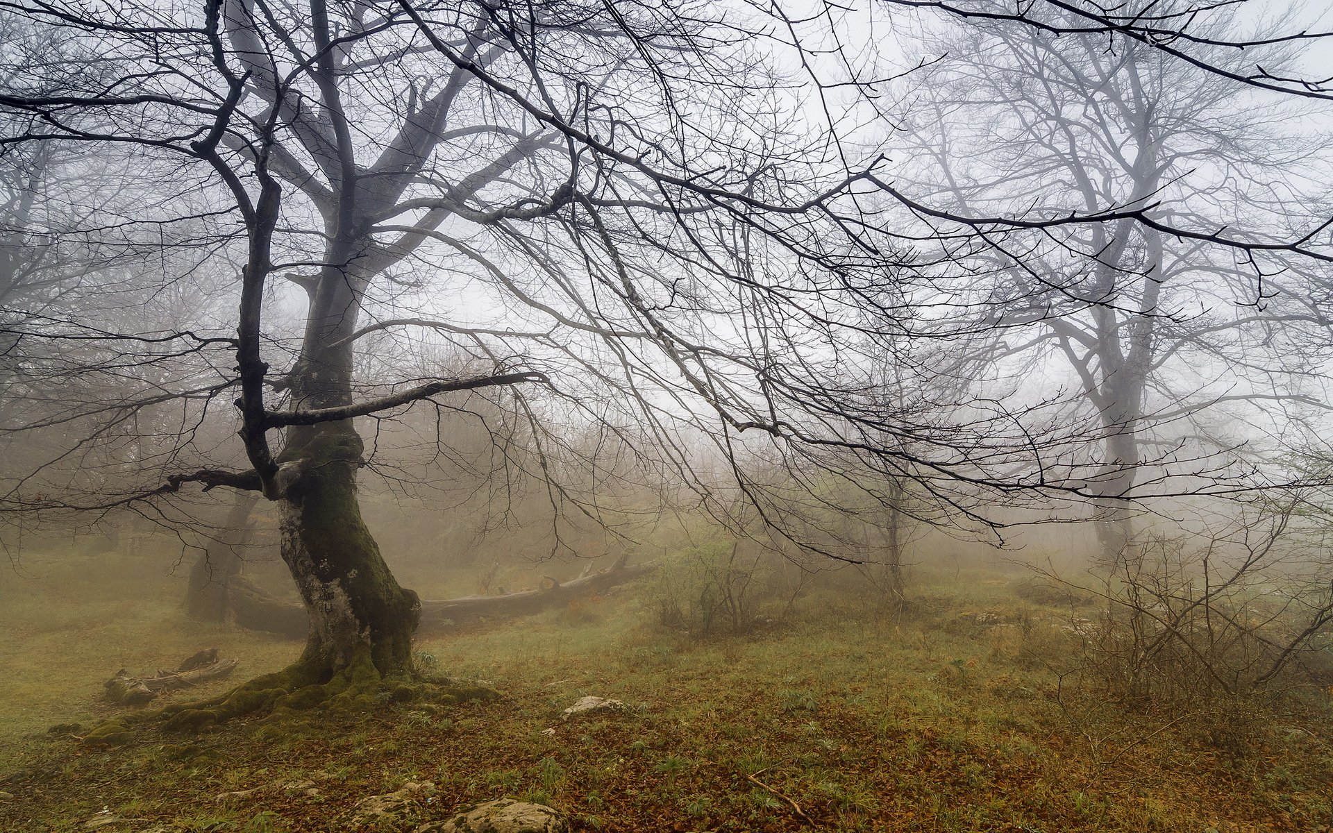 árbol niebla naturaleza paisaje