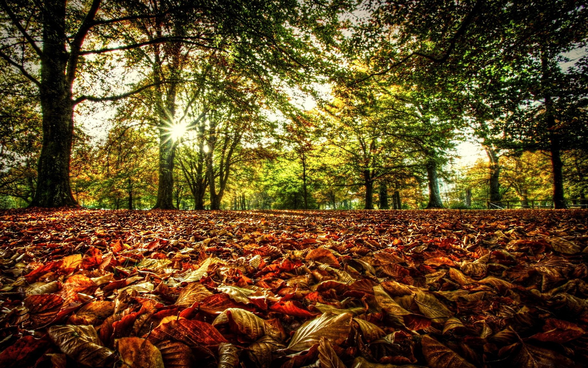 foresta alberi rami foglie fogliame autunno sole luce raggi verde primavera