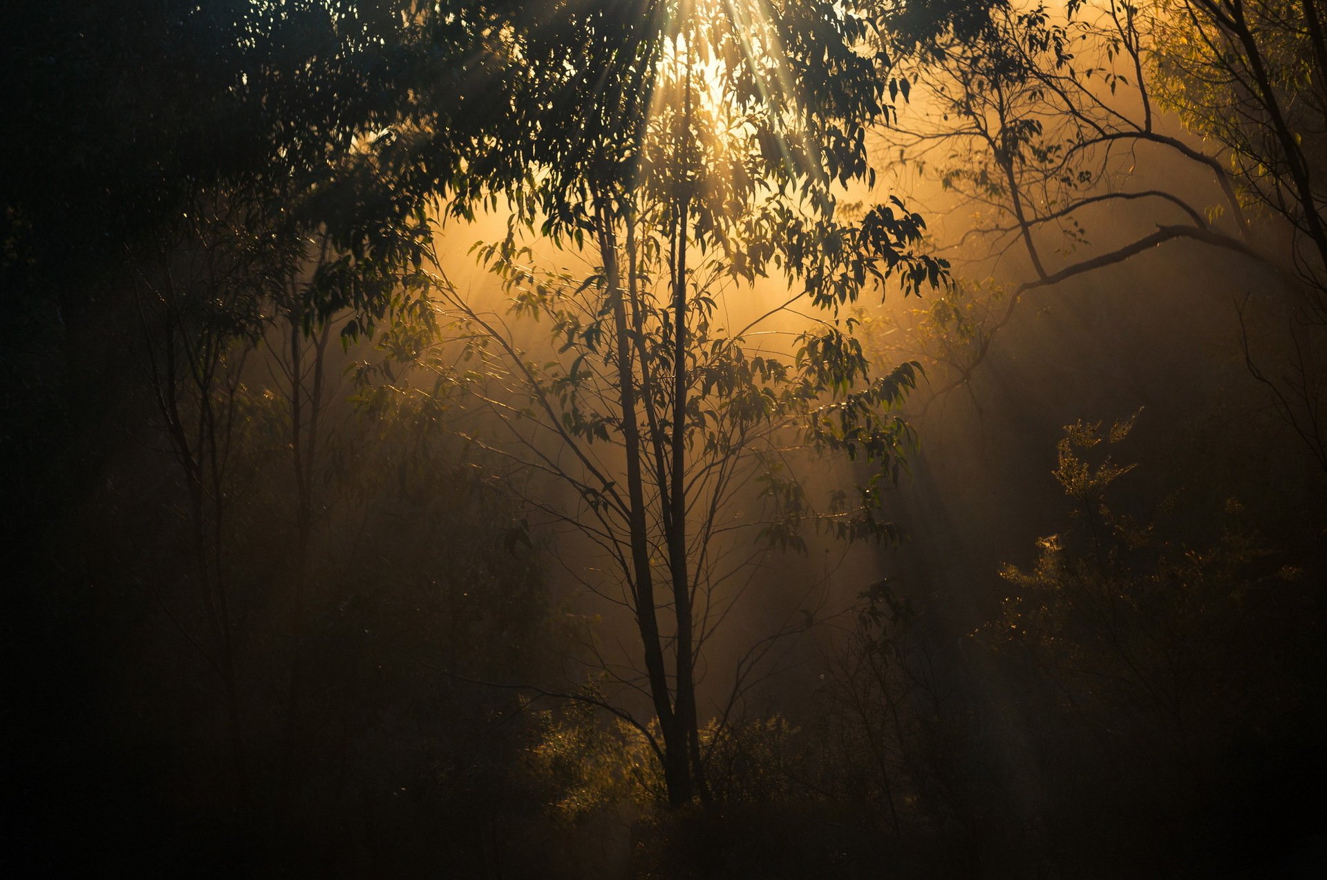 foresta alberi luce crepuscolo natura