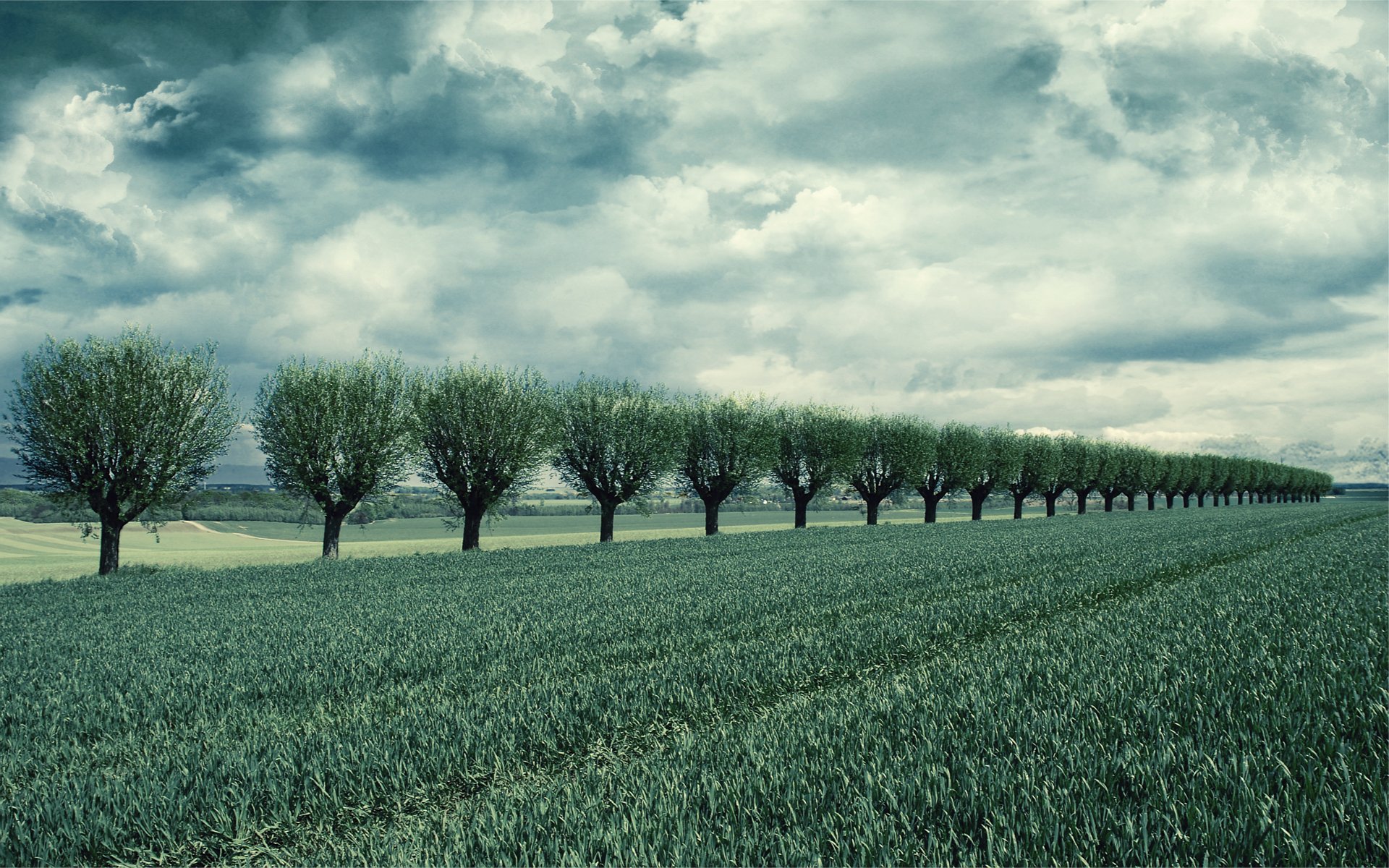 field trees row sky clouds cloud