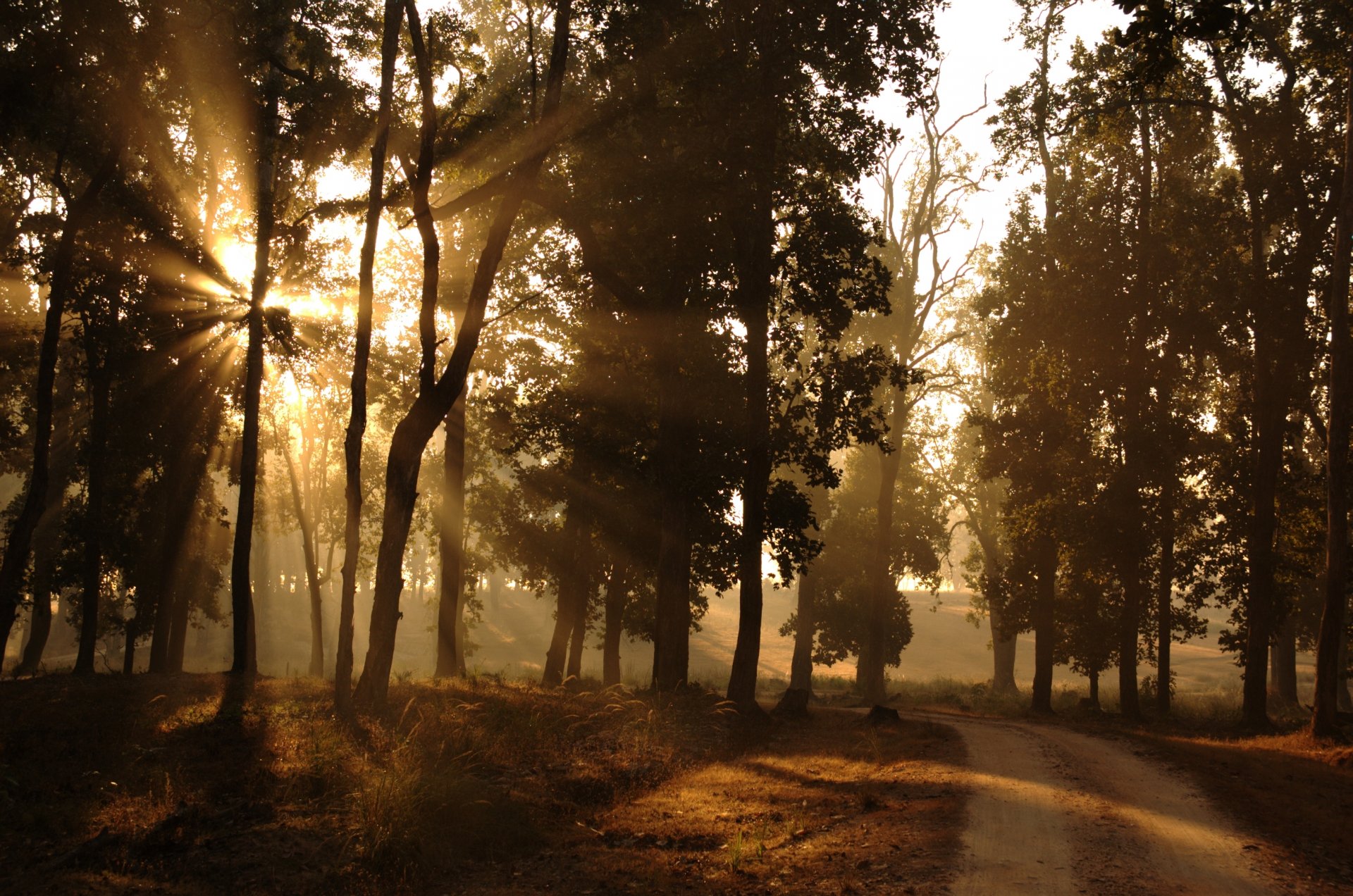 matin forêt périphérie route soleil lumière rayons nature