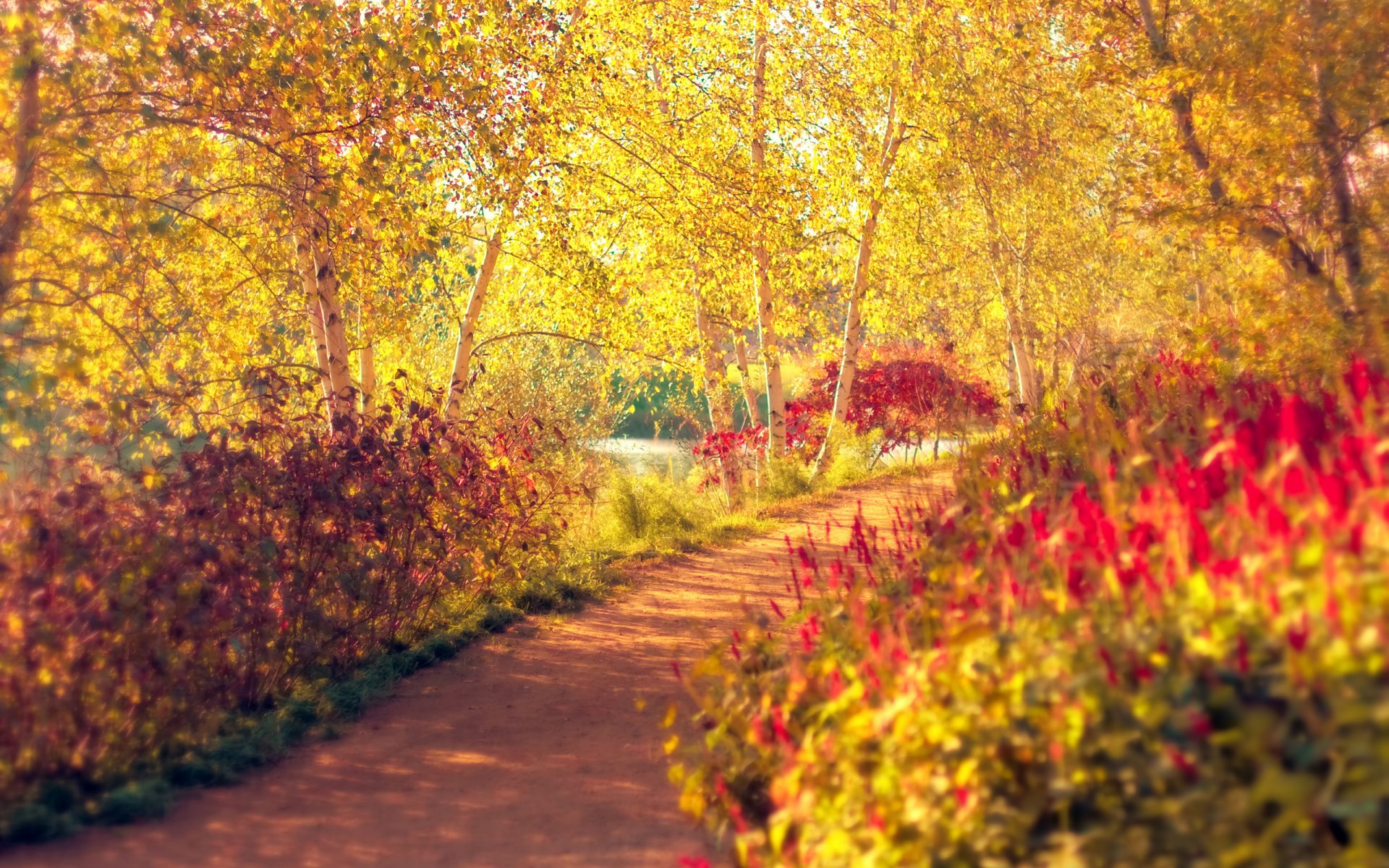 jesień park drzewa brzozy krzewy ścieżka ścieżka